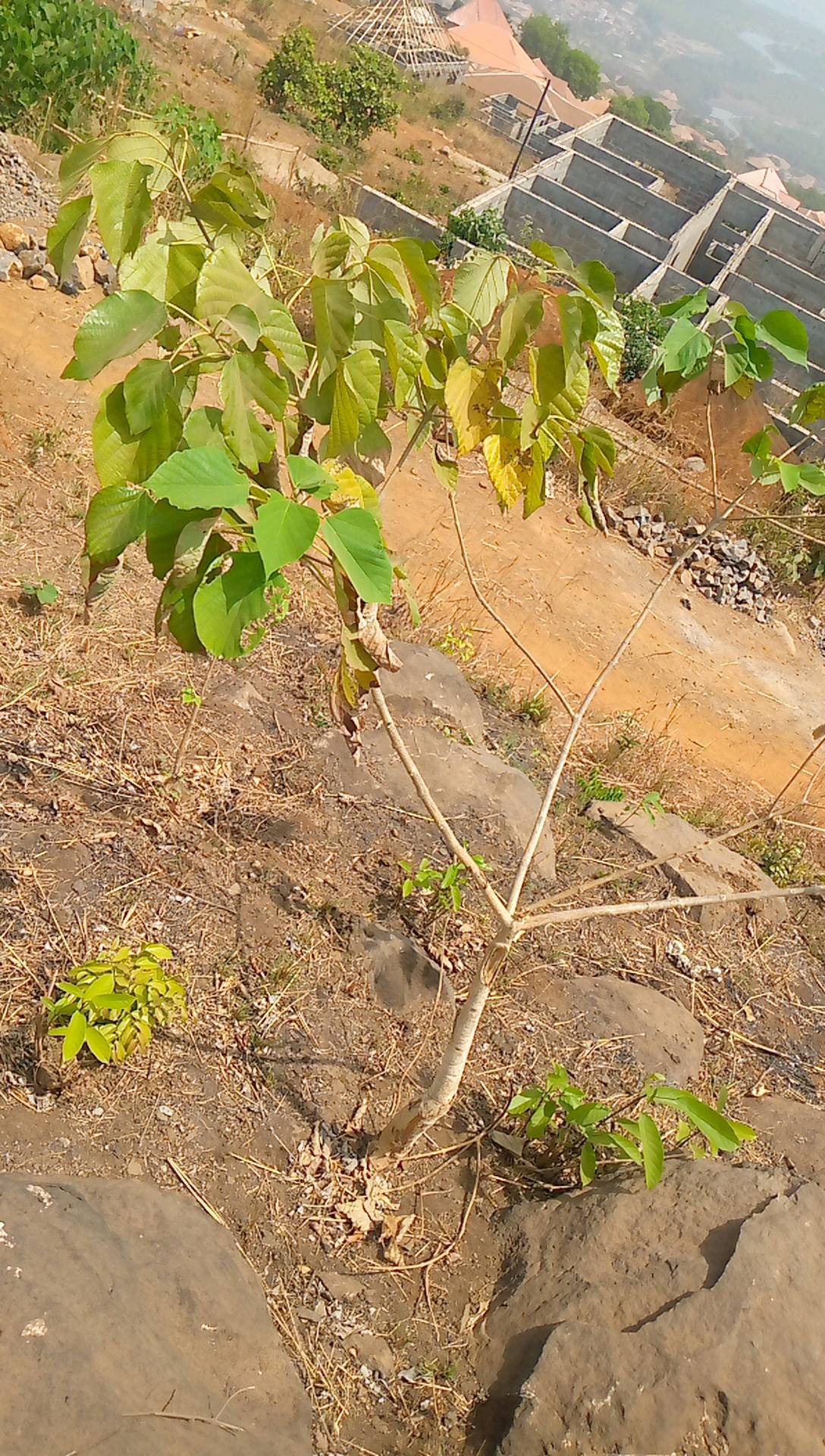 tree