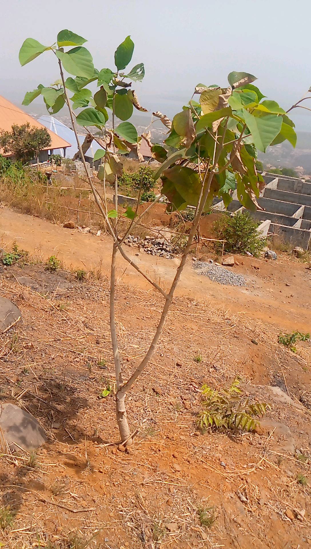 tree