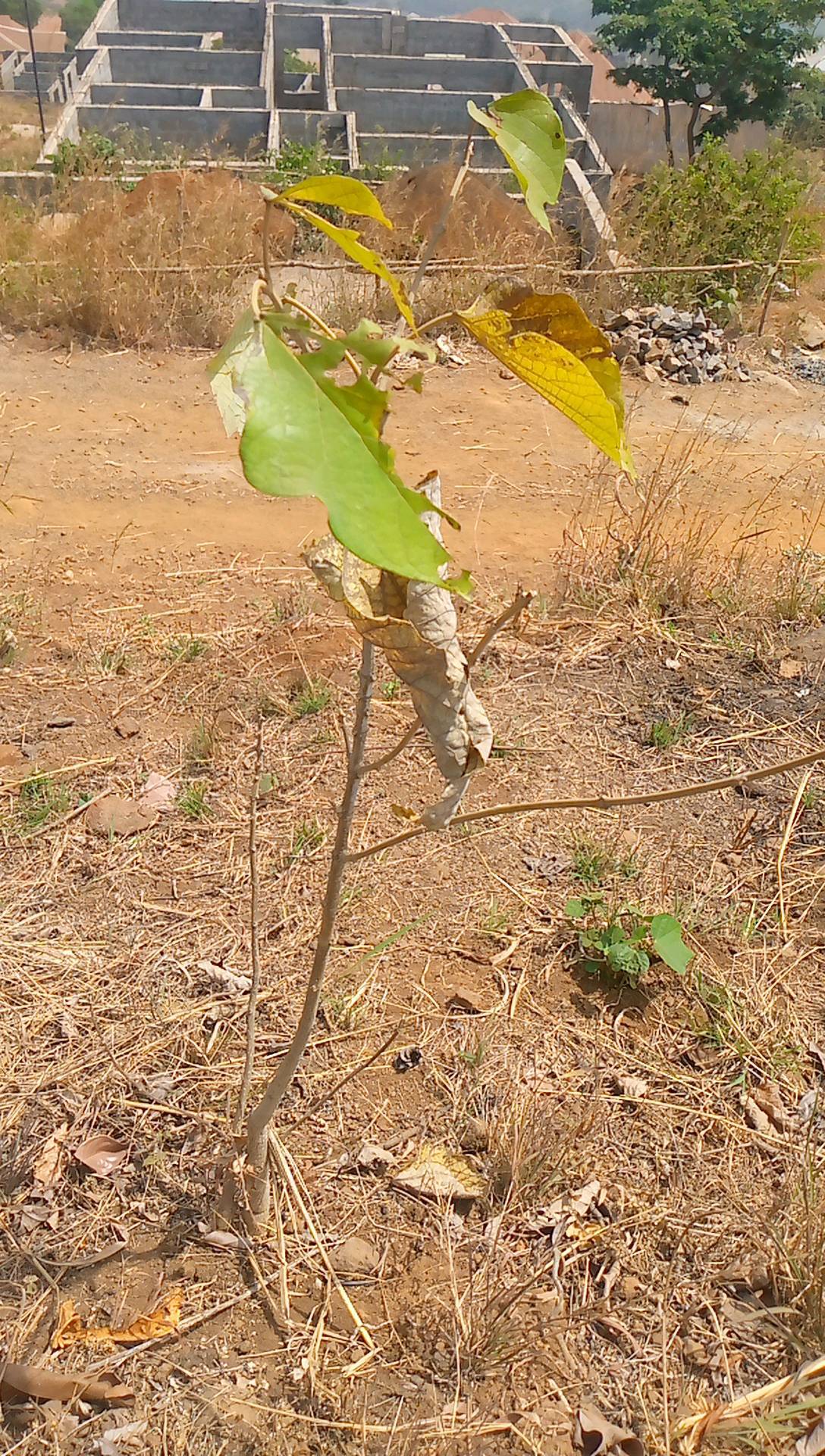 tree