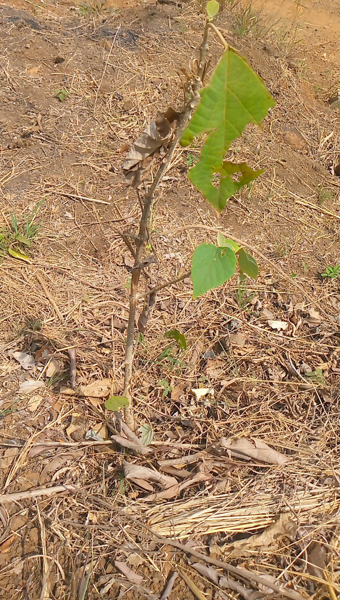 tree