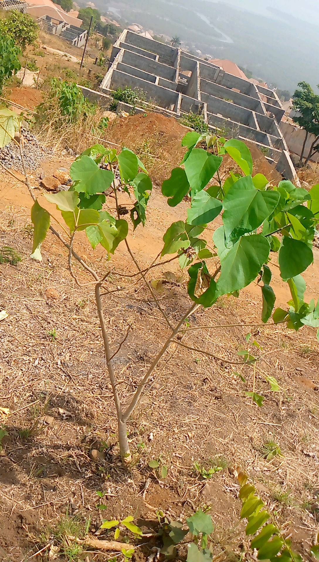 tree