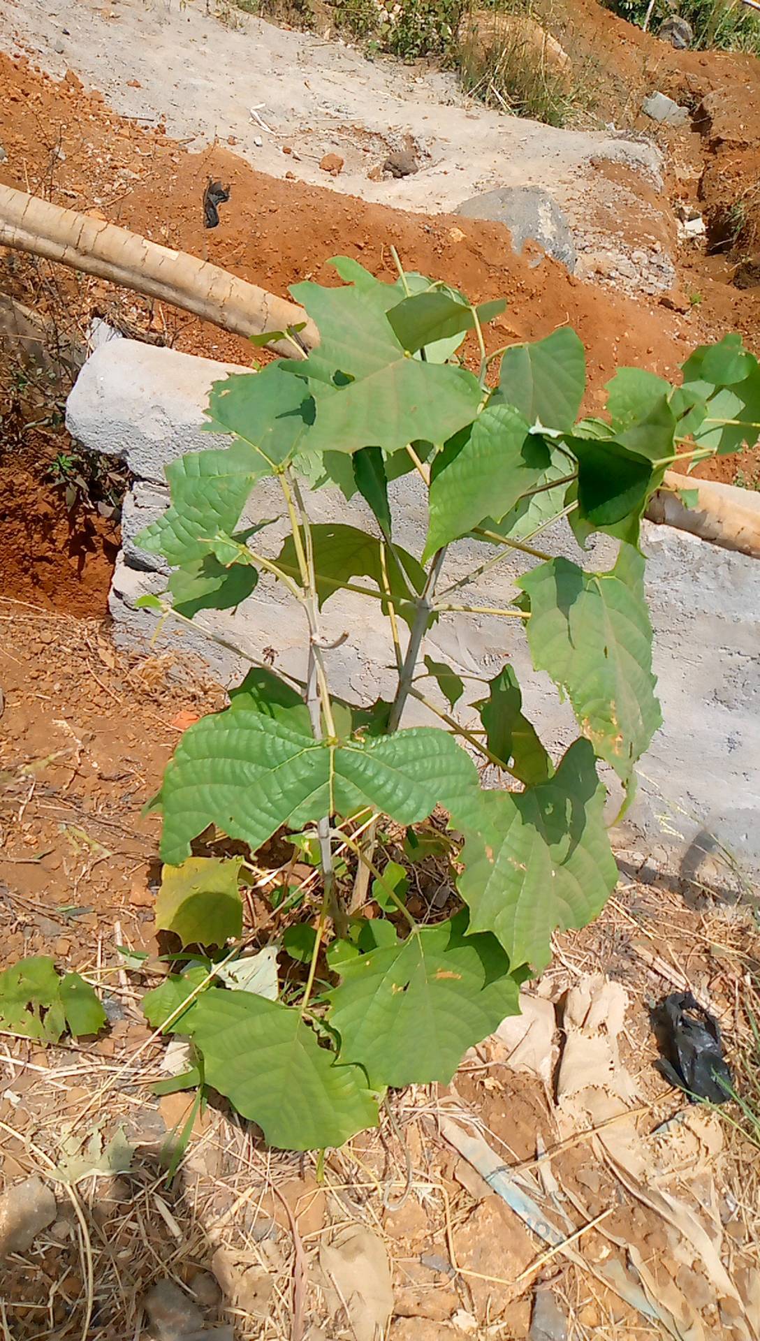 tree