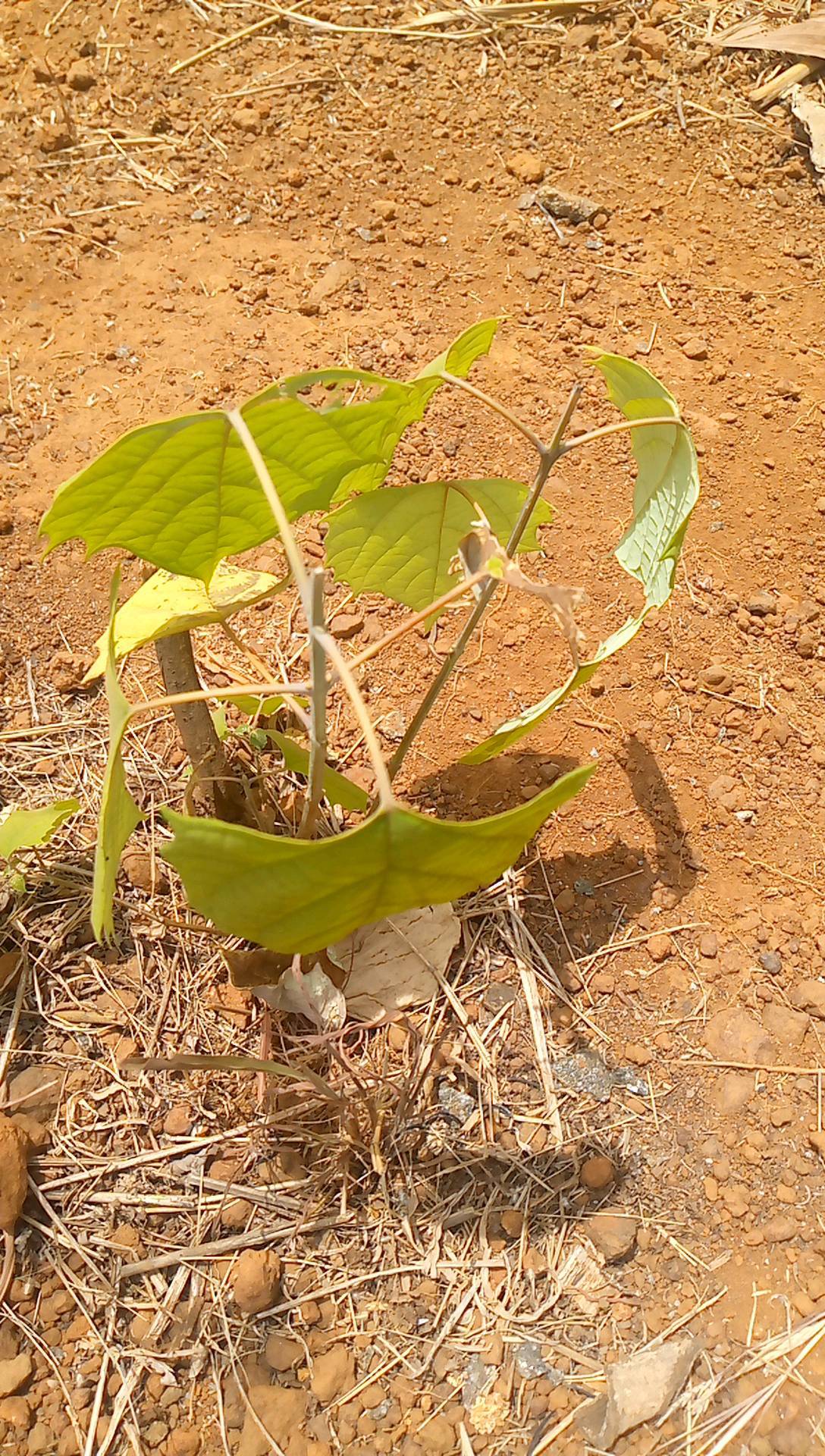 tree