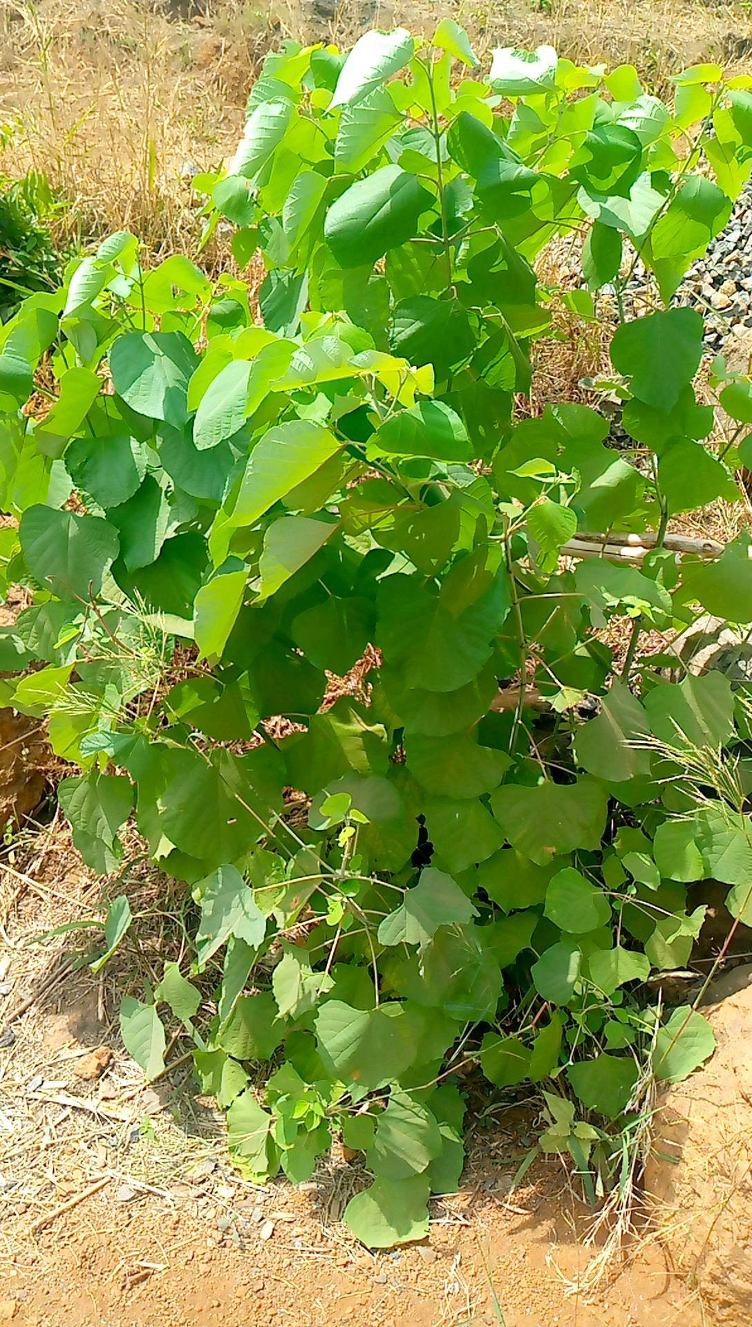 tree