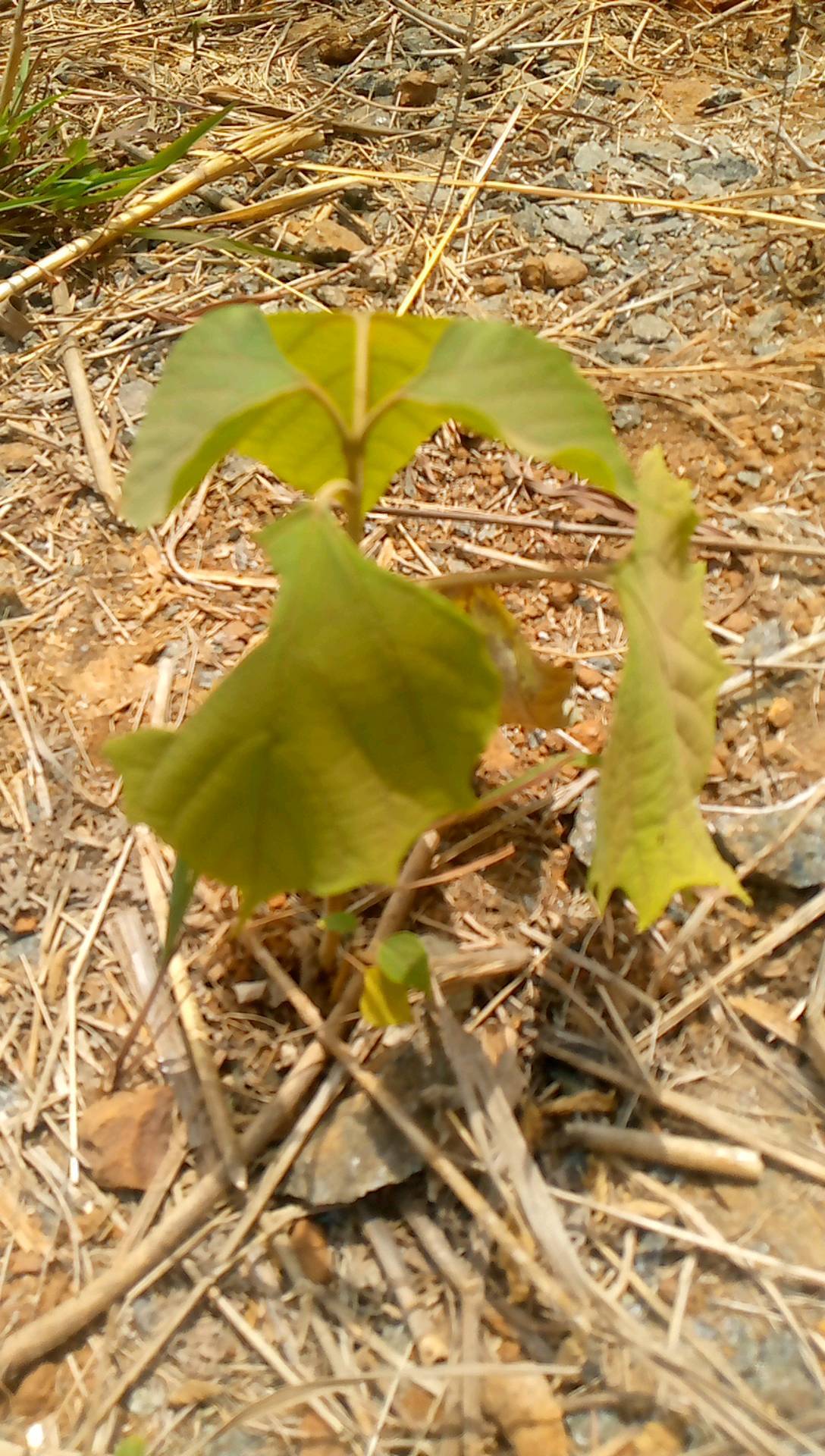 tree
