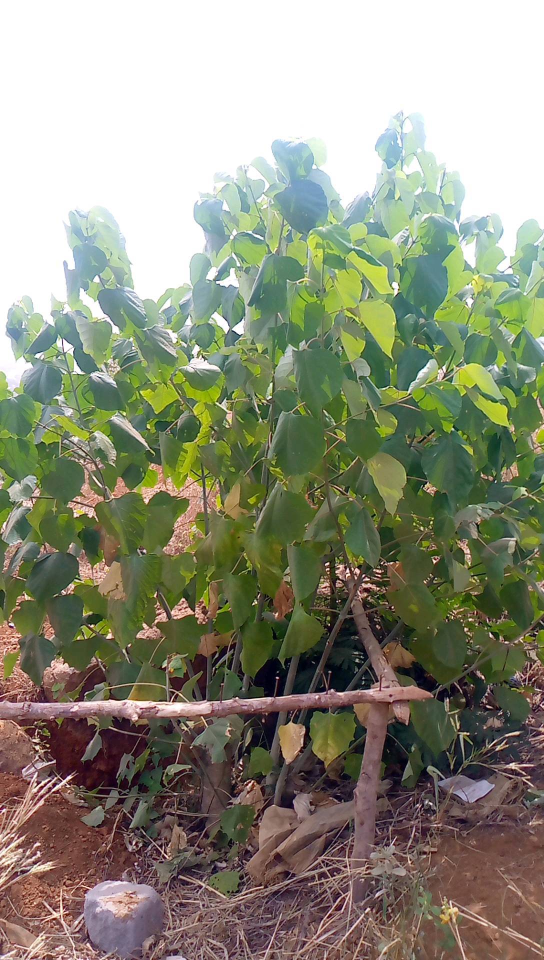 tree