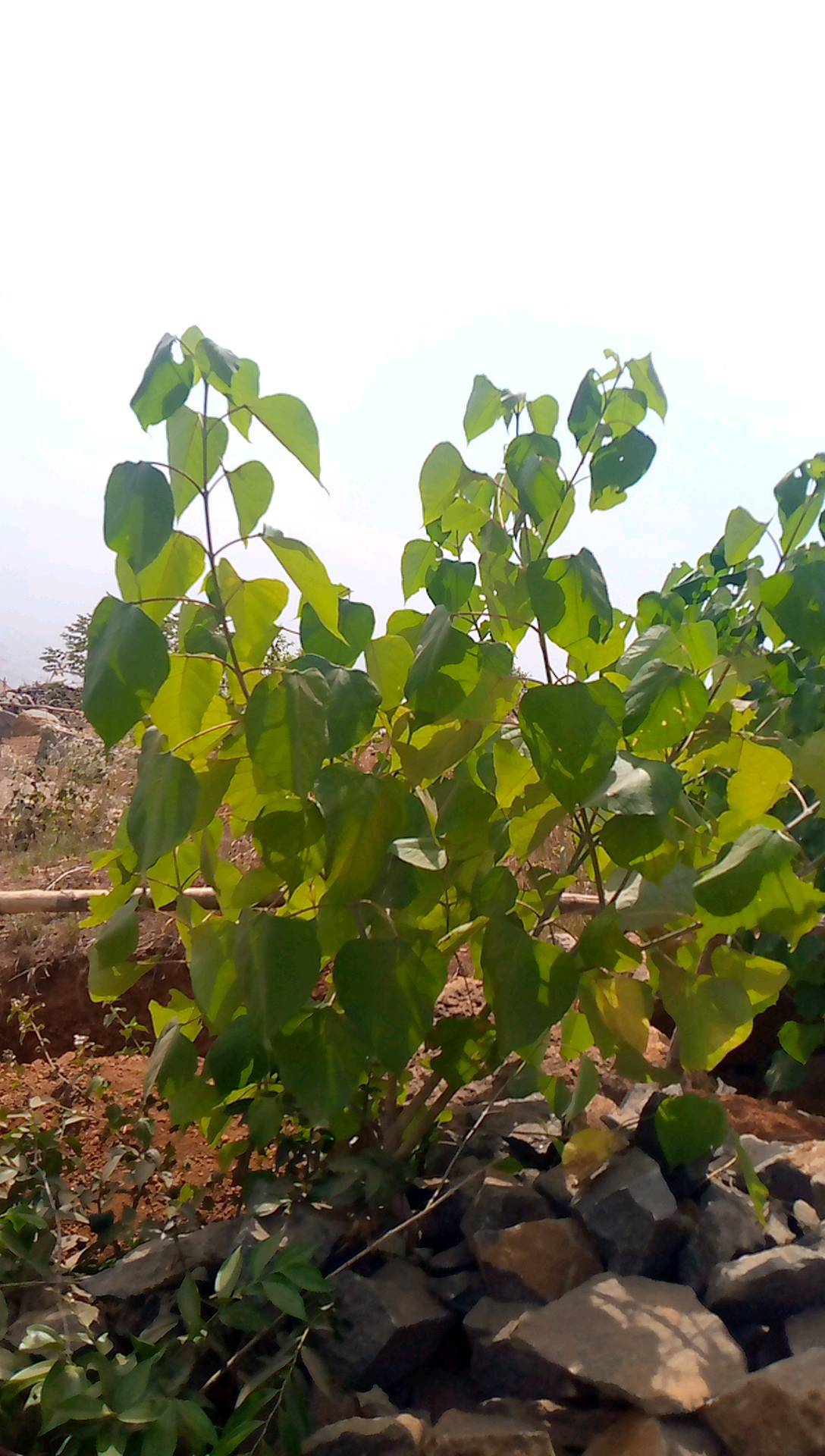 tree