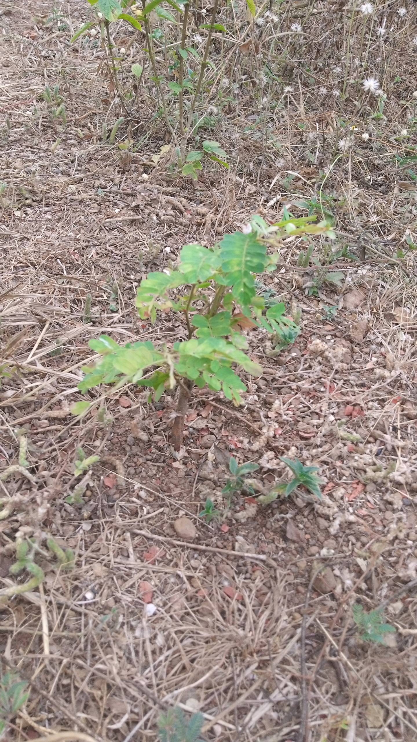 tree