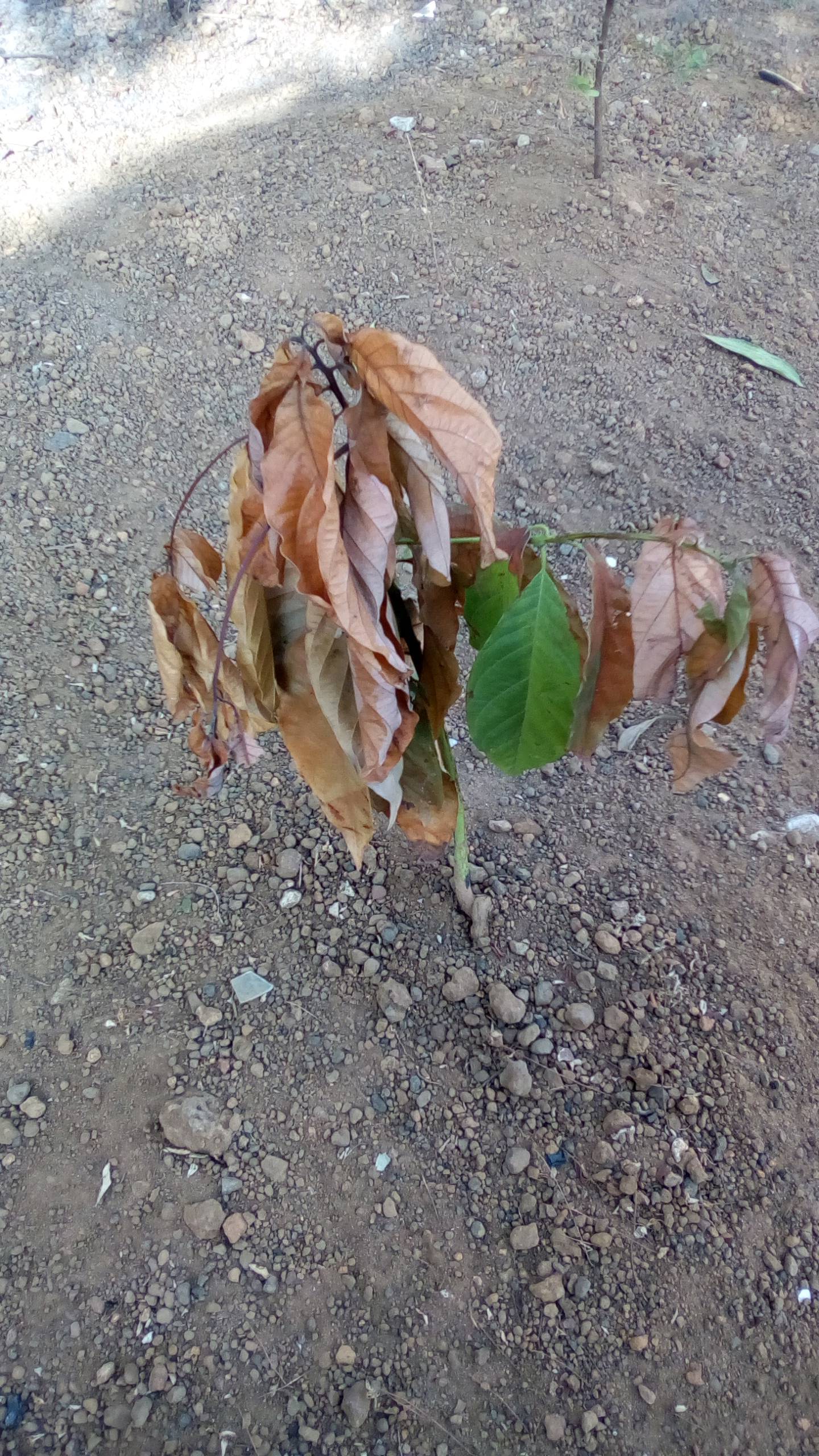 tree