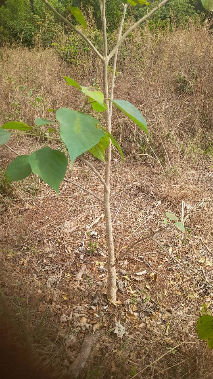tree