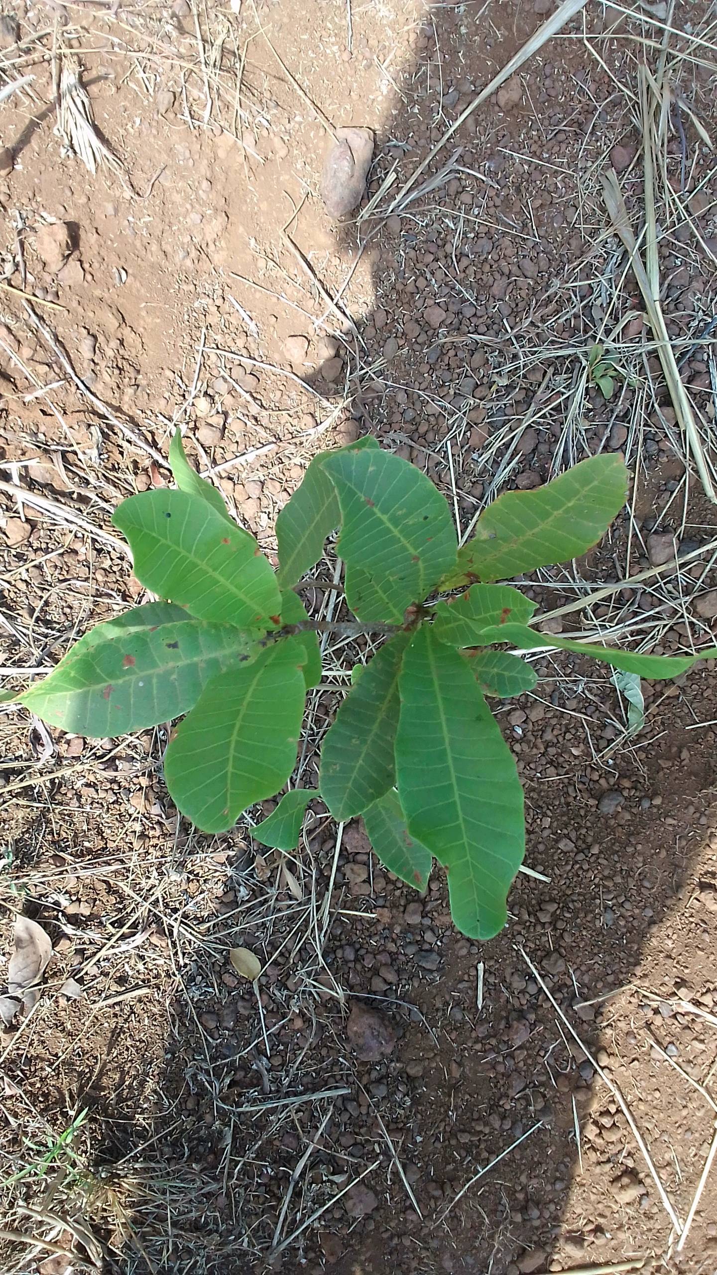tree