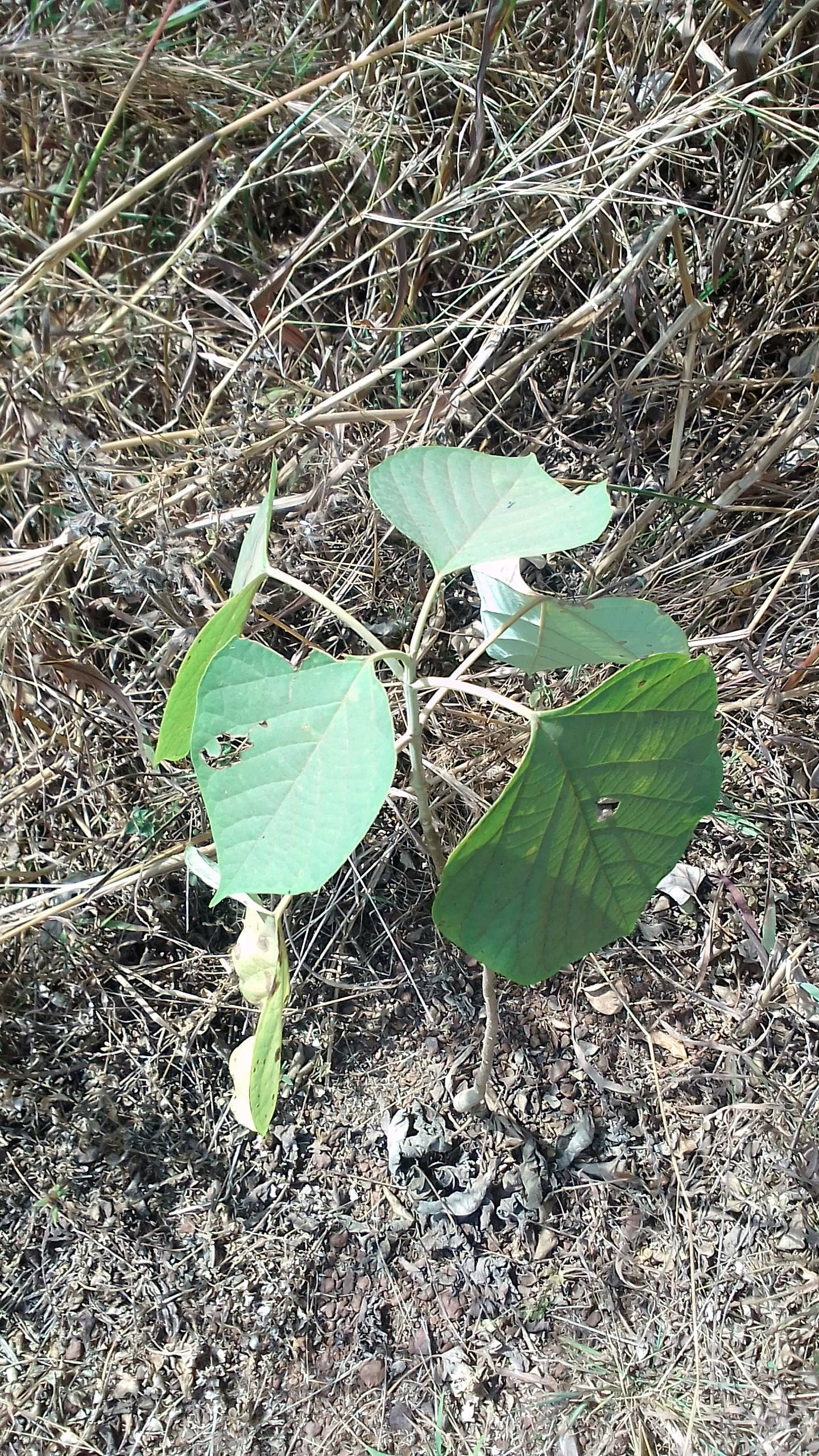 tree