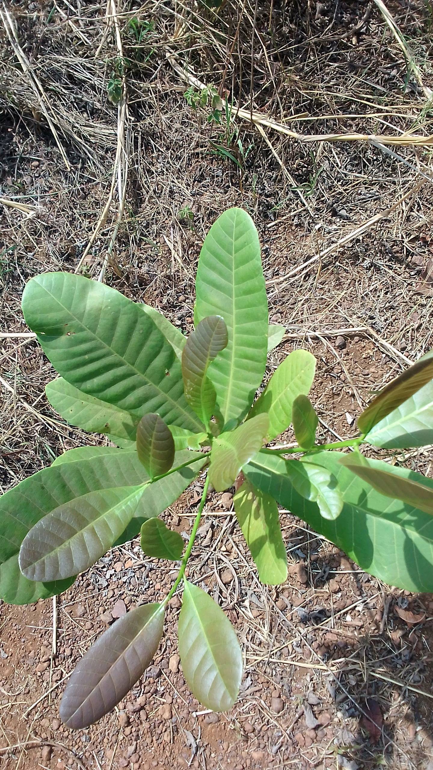 tree