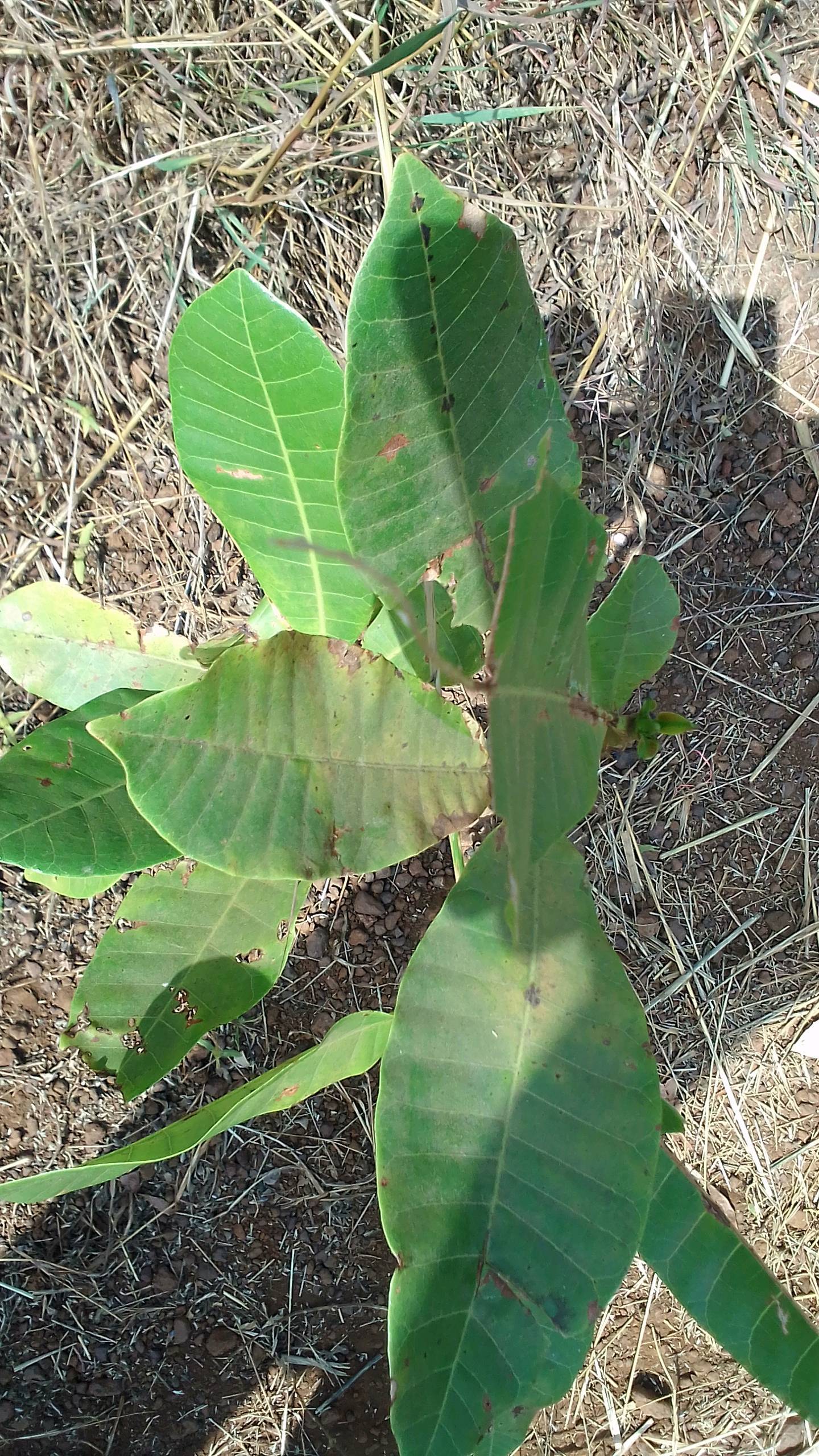 tree