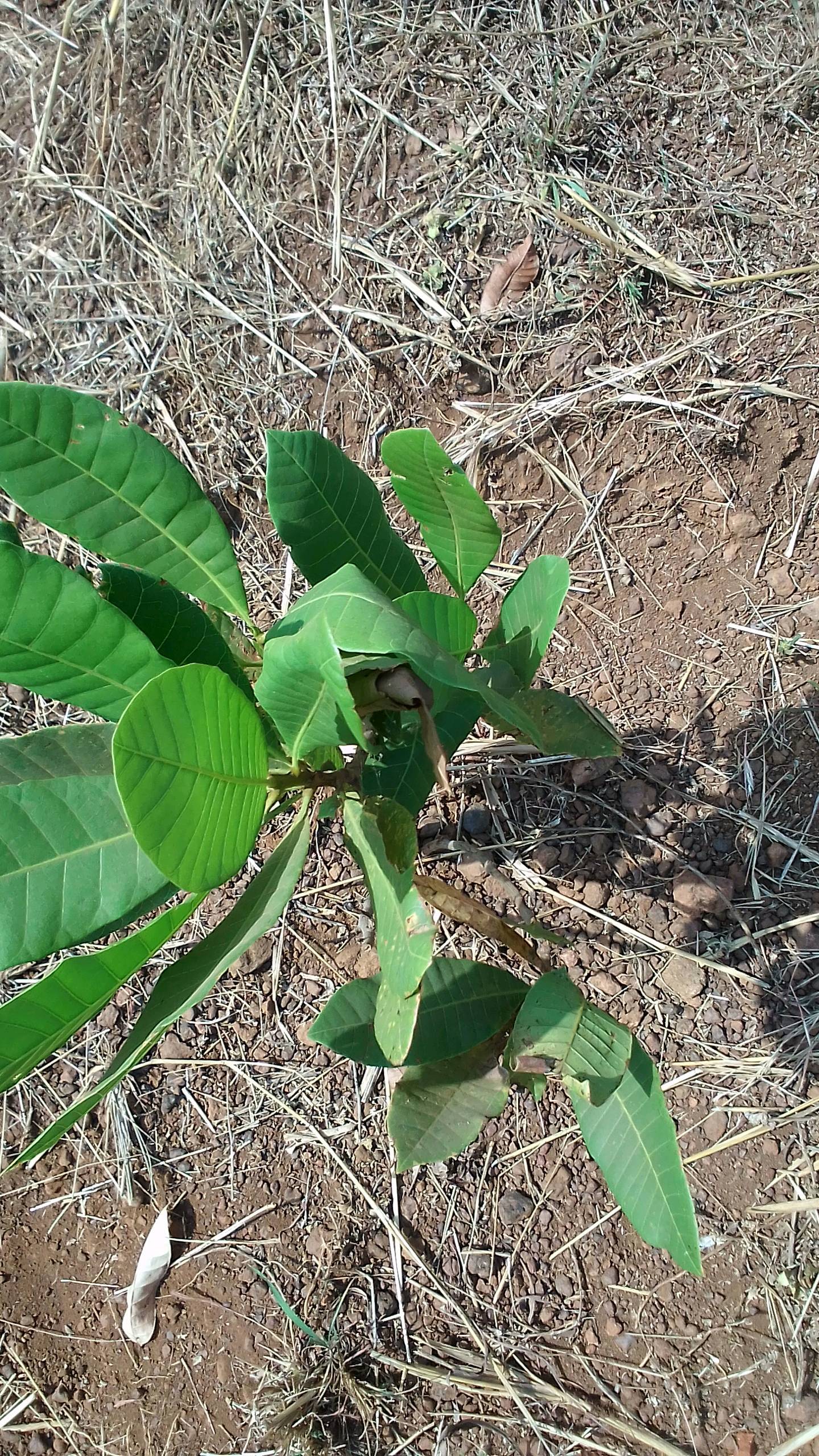 tree