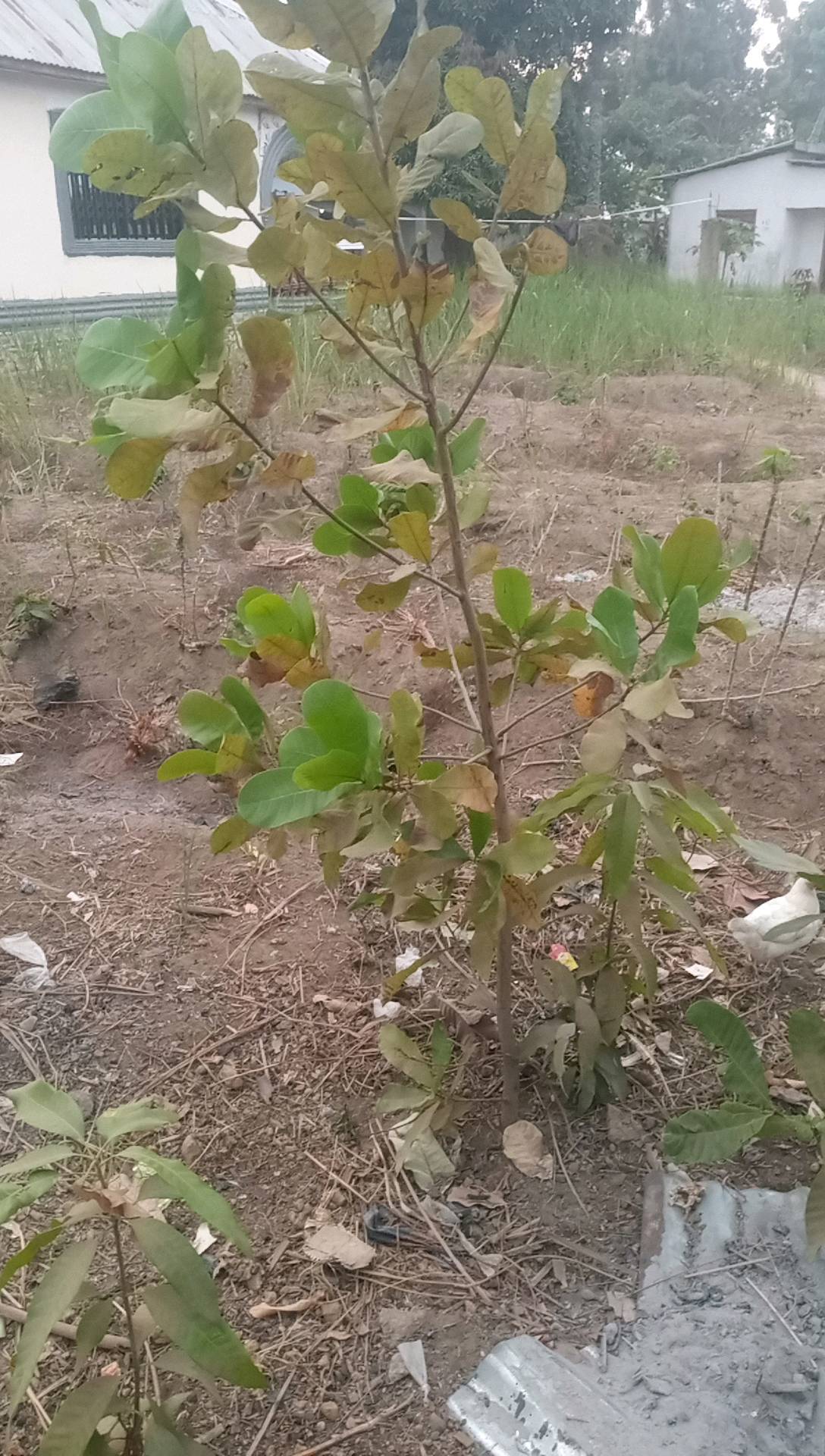 tree