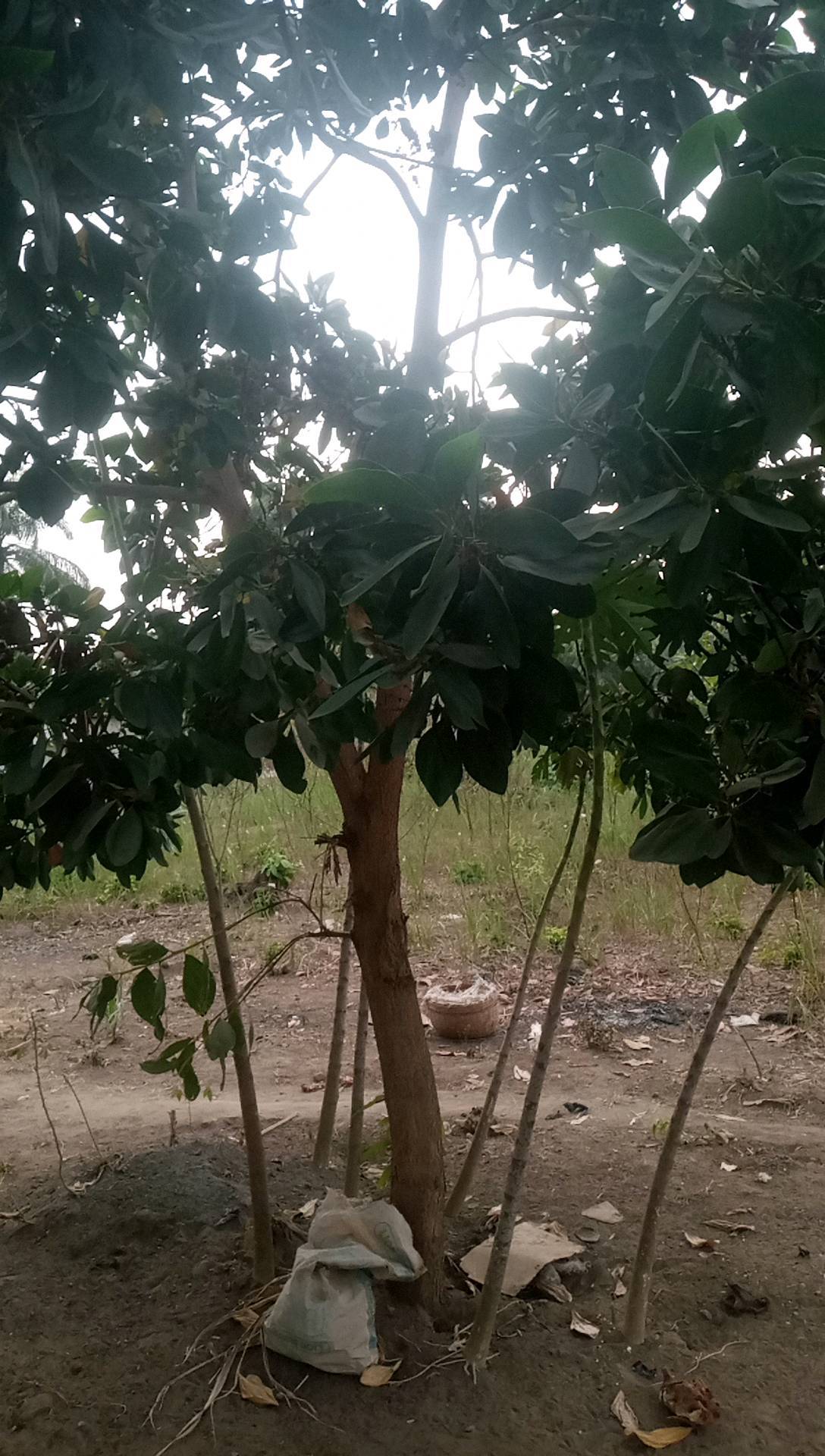 tree