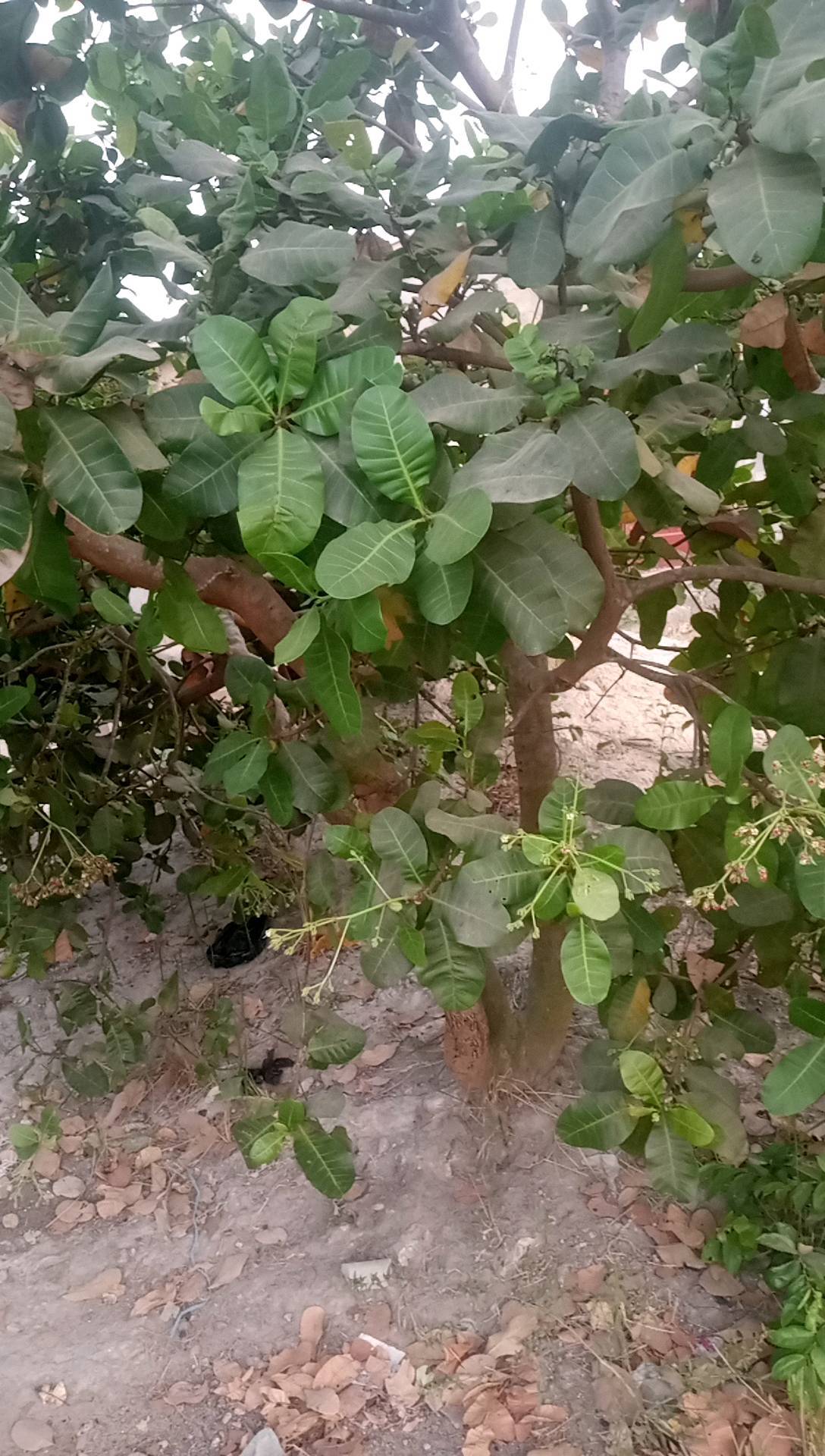 tree