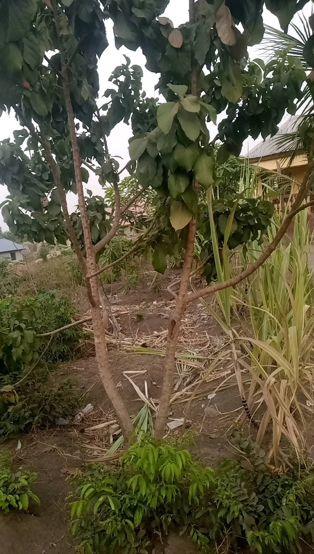 tree