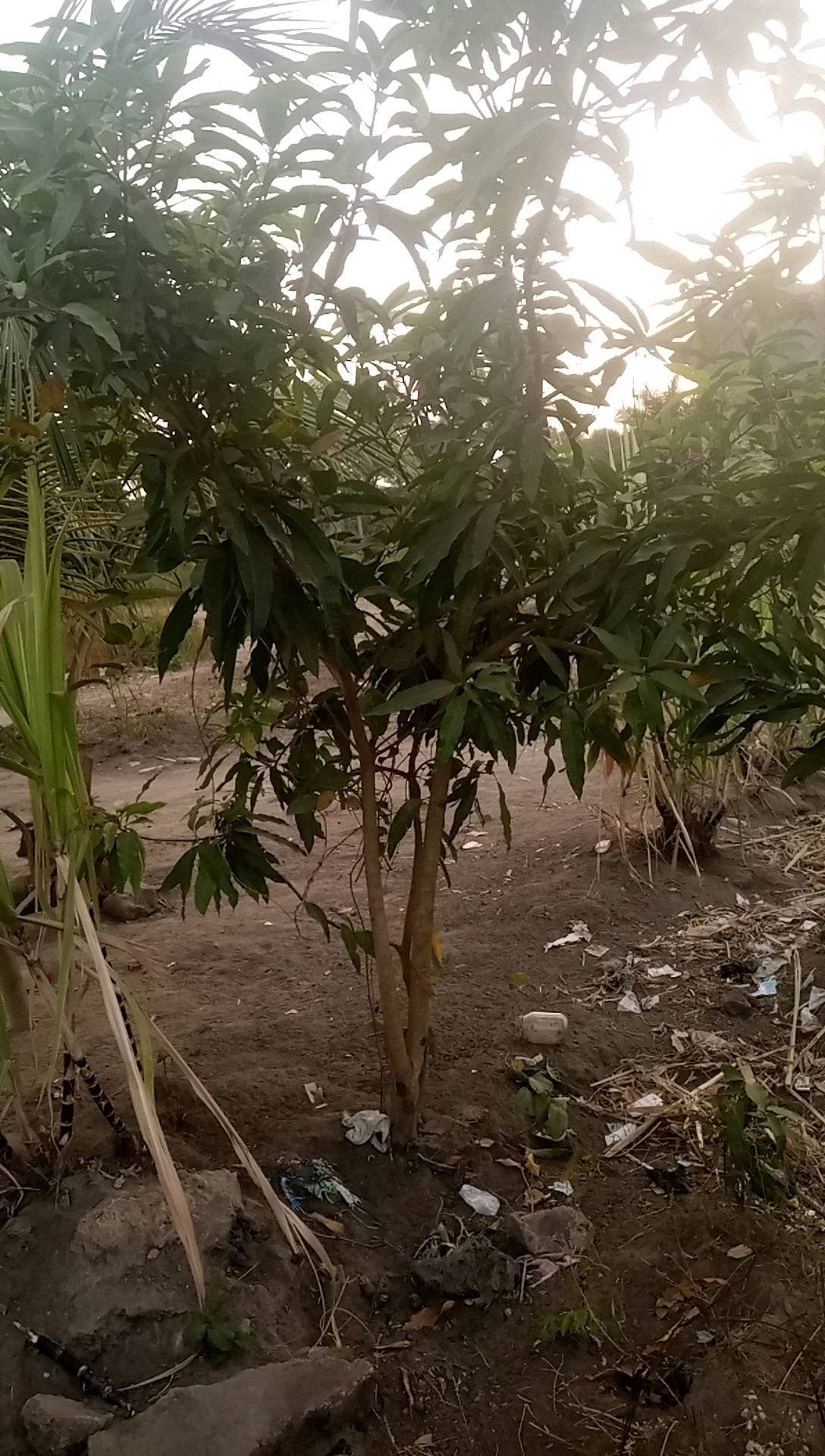 tree