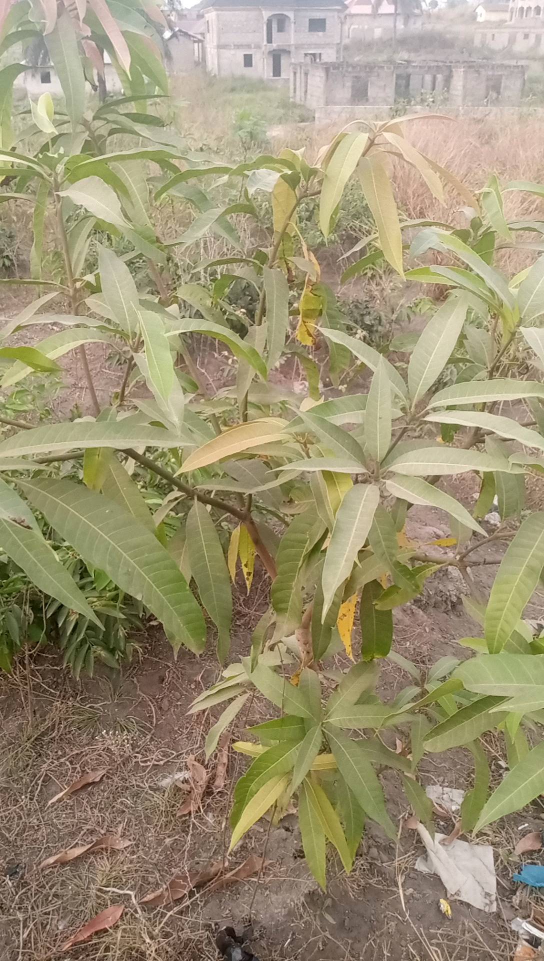 tree