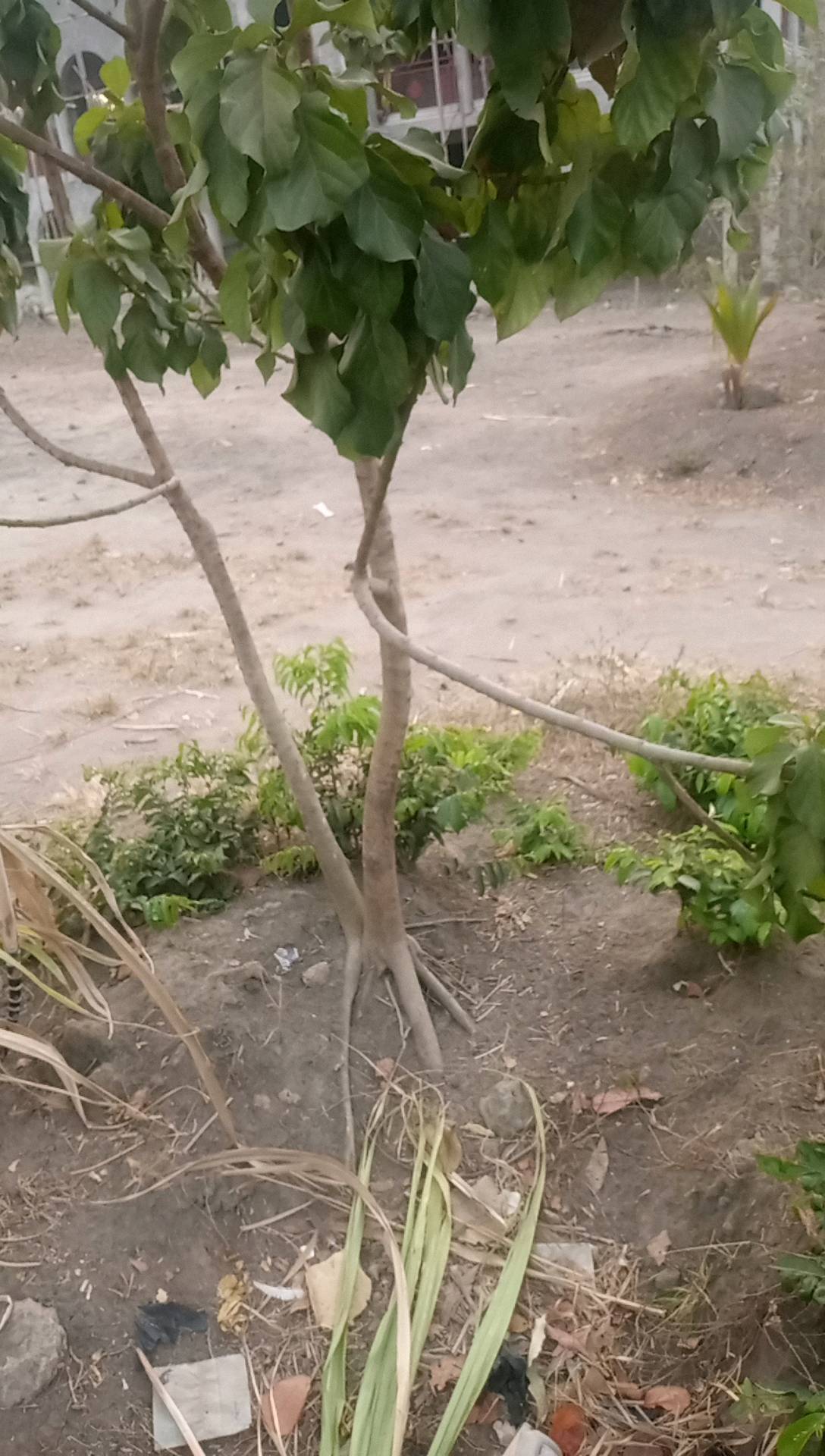tree