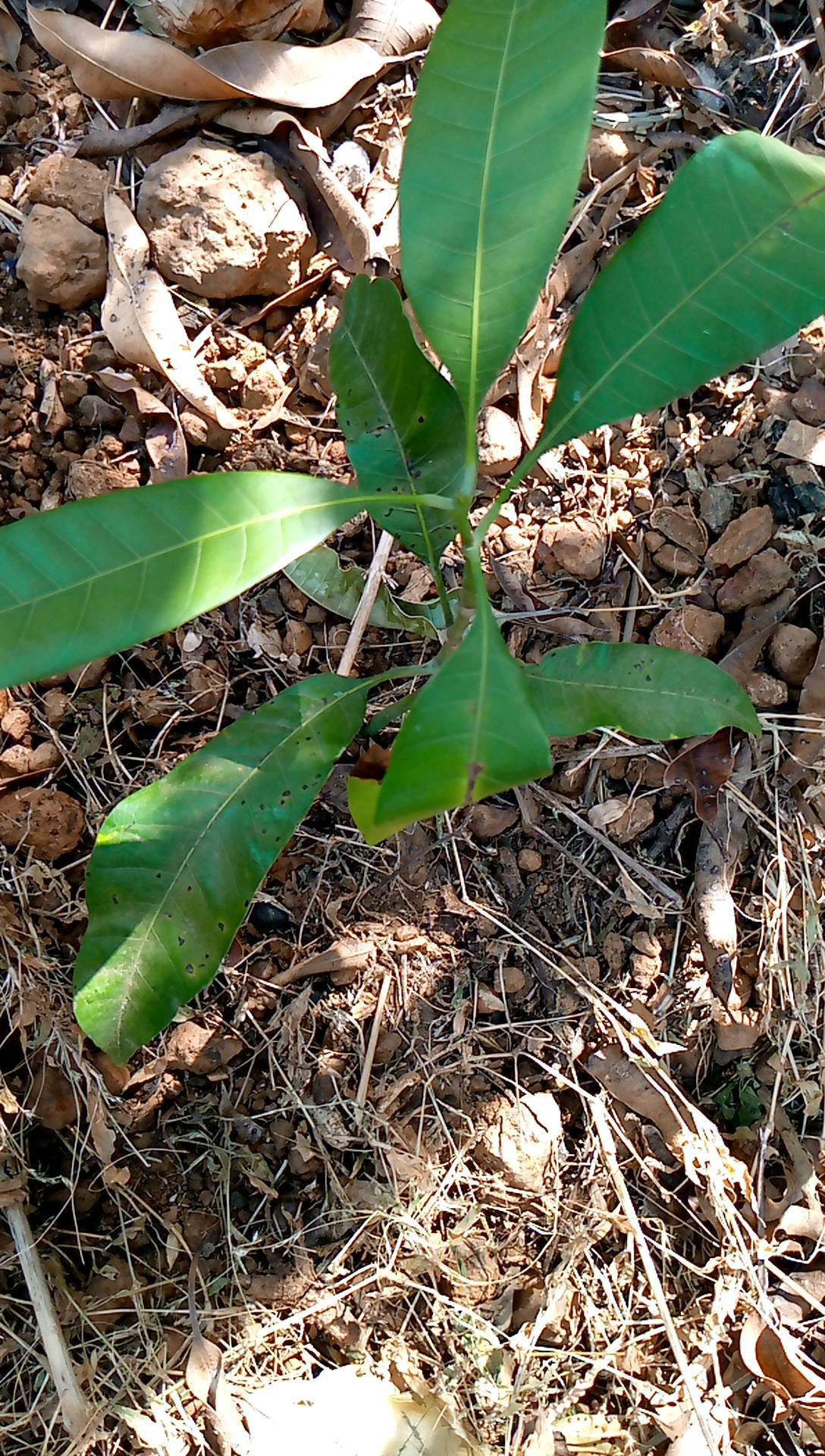 tree