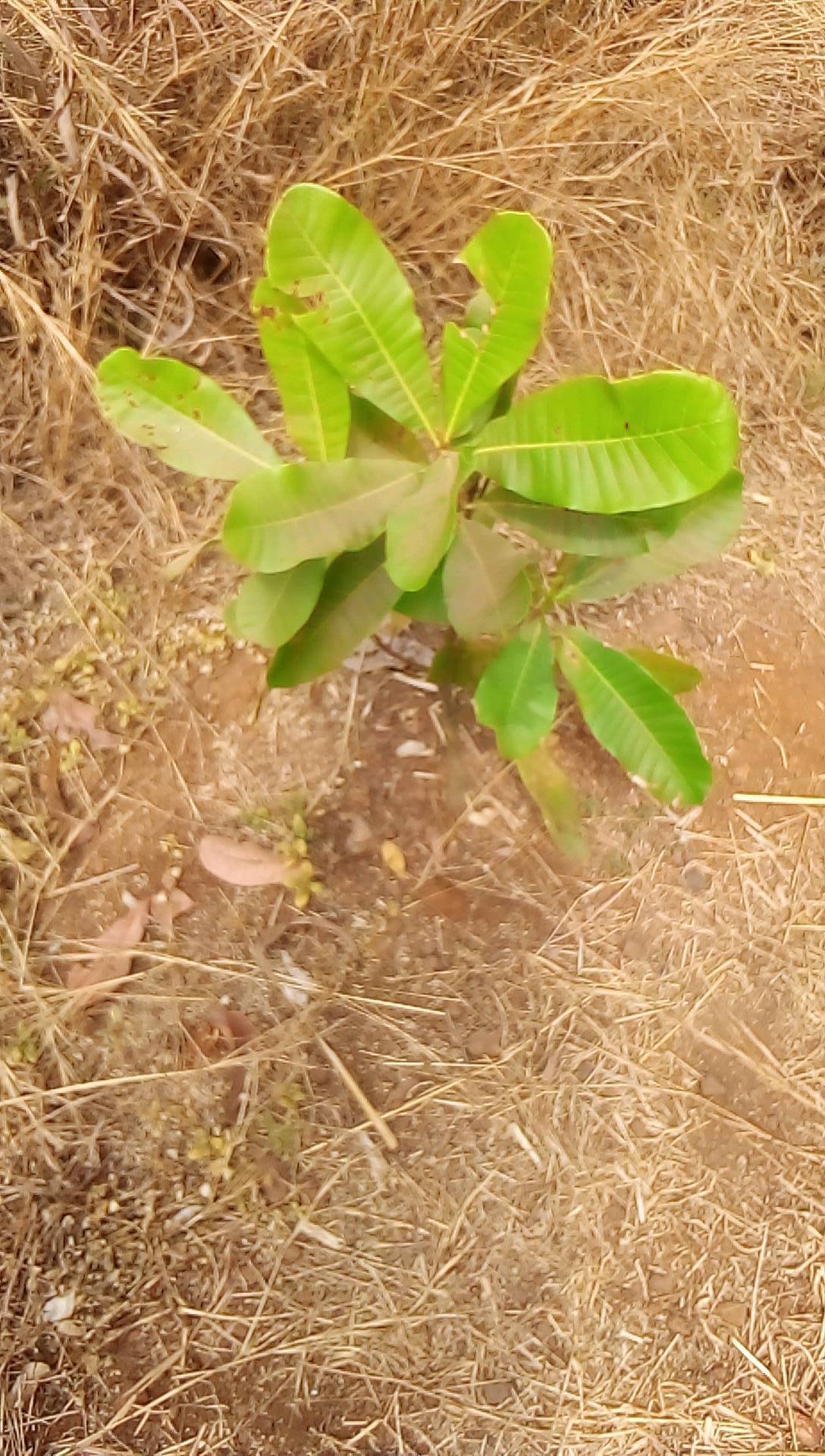 tree