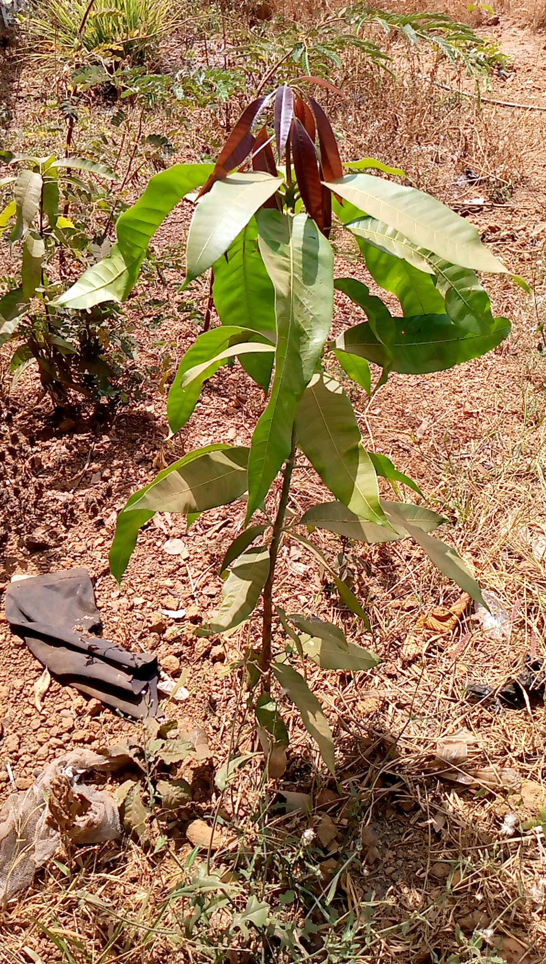 tree