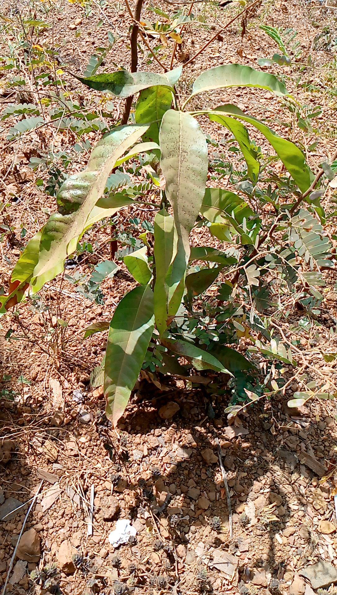 tree