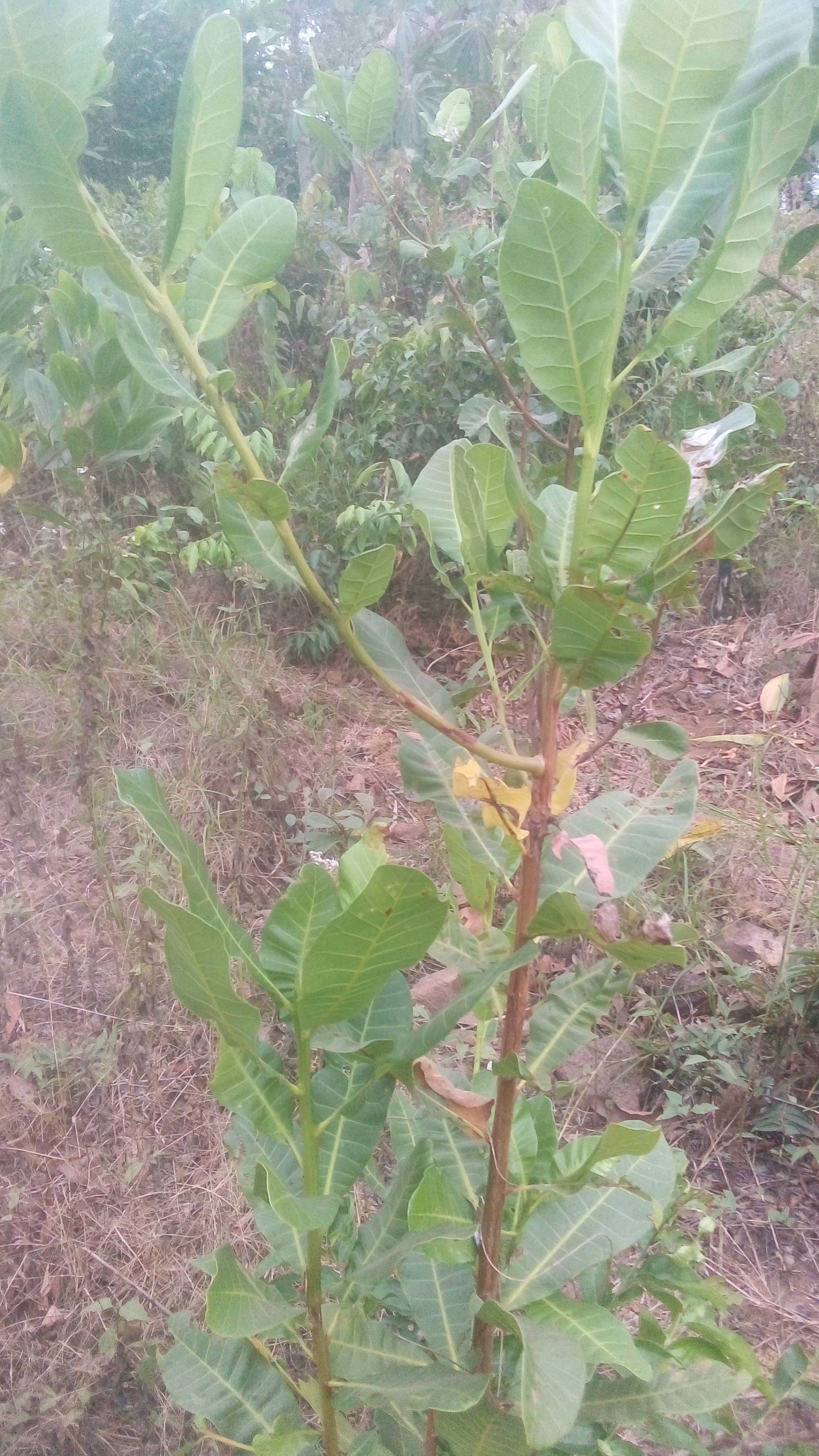 tree