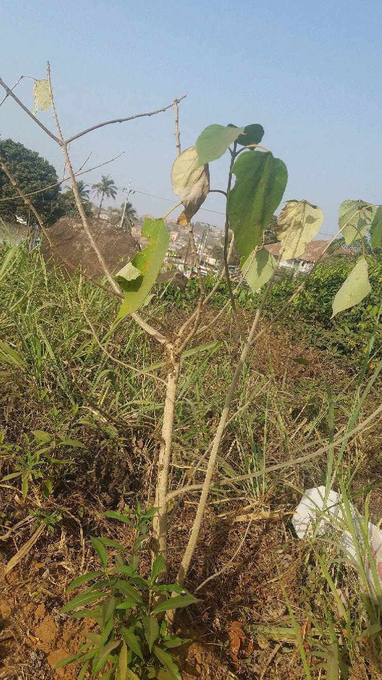 tree