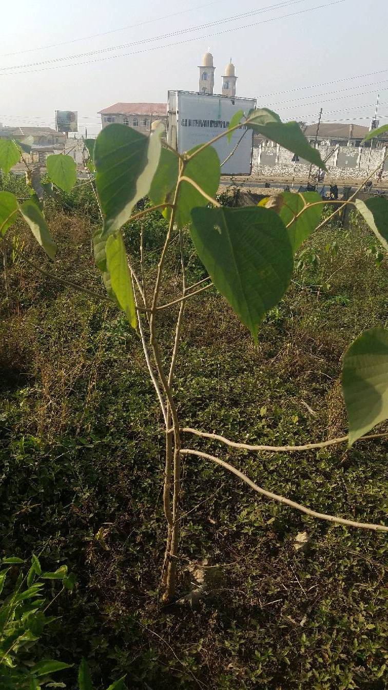 tree