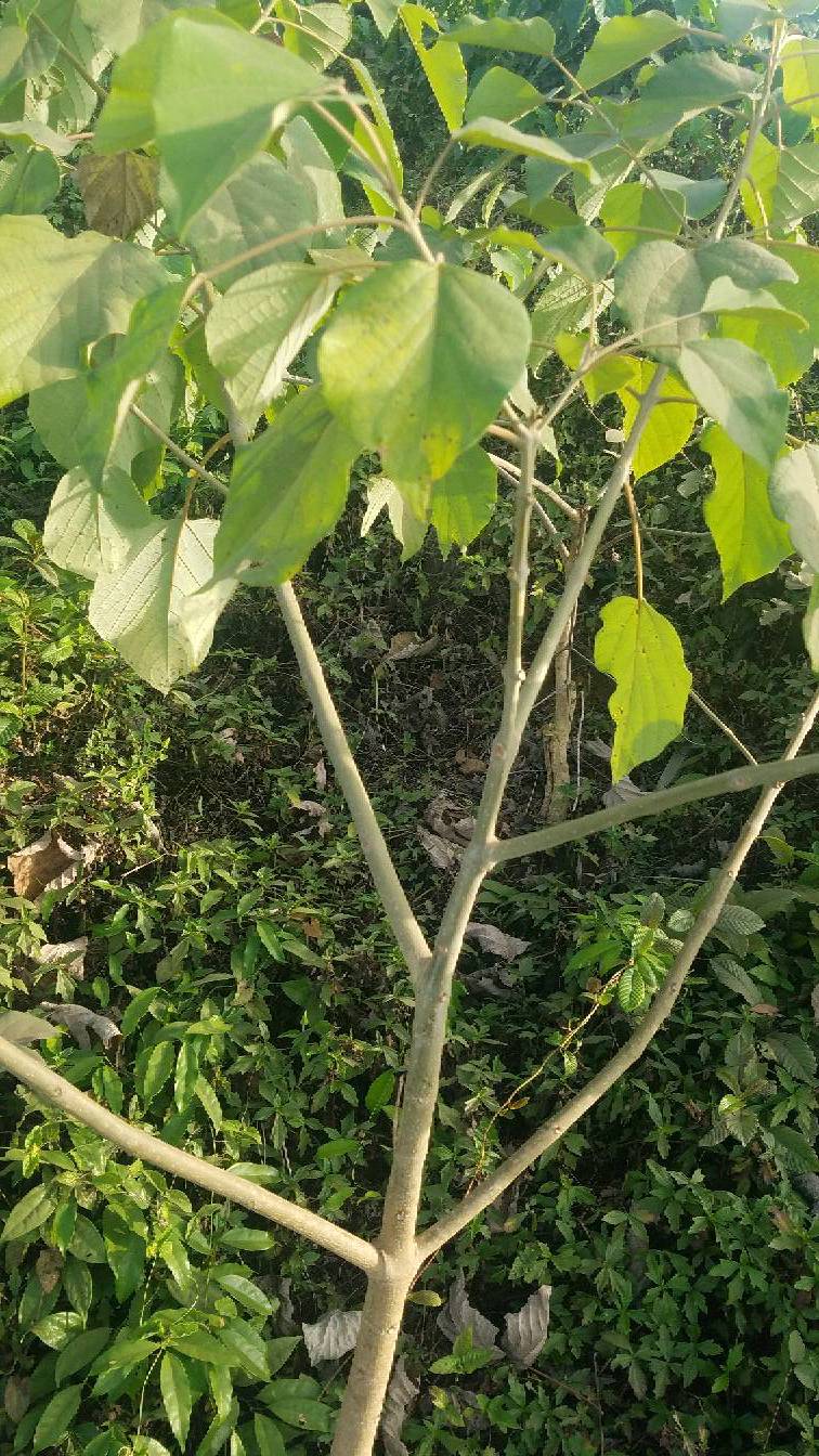 tree