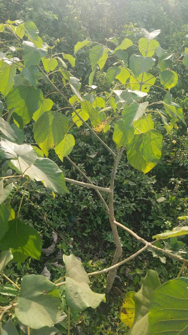 tree
