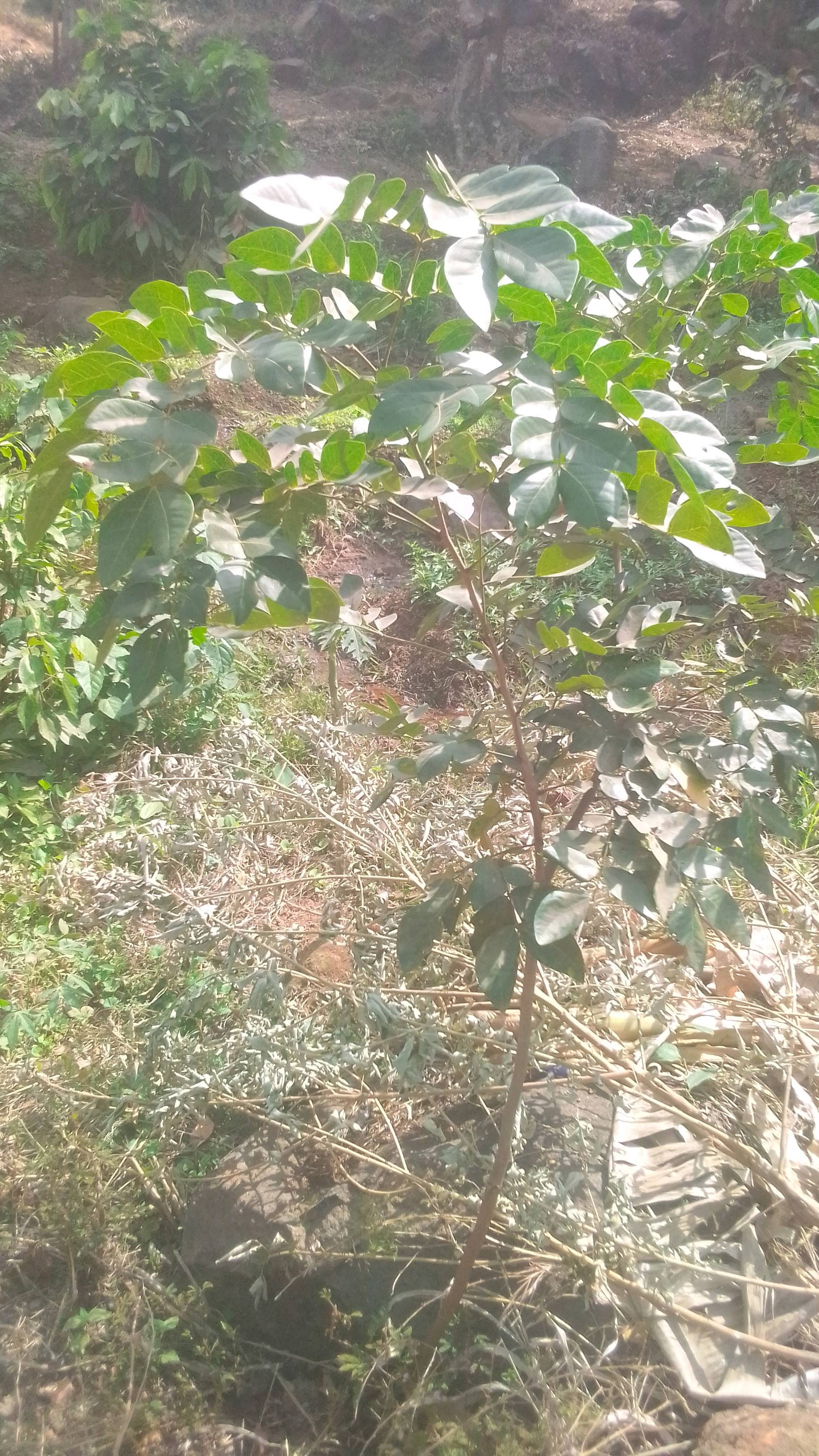 tree