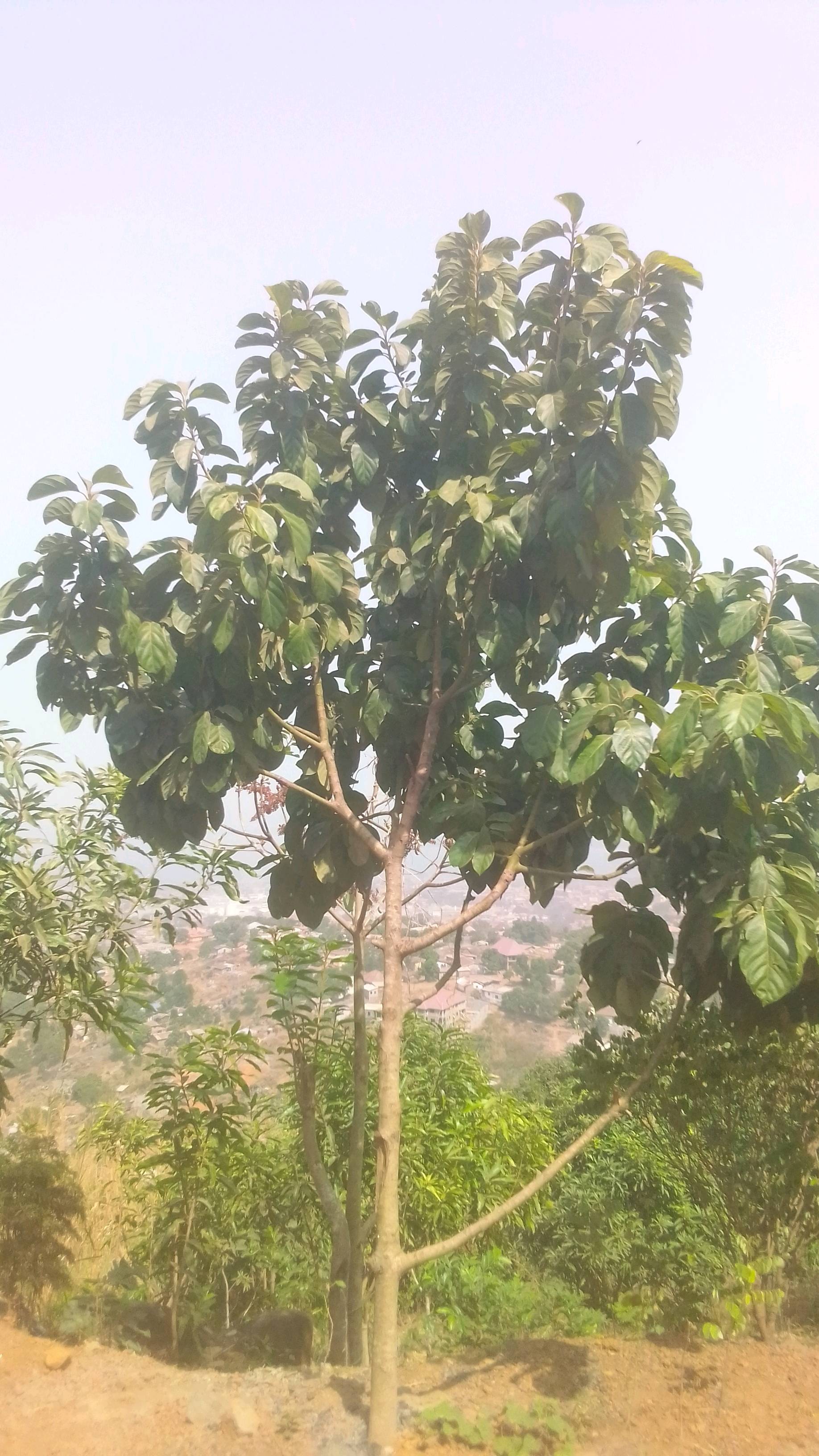 tree
