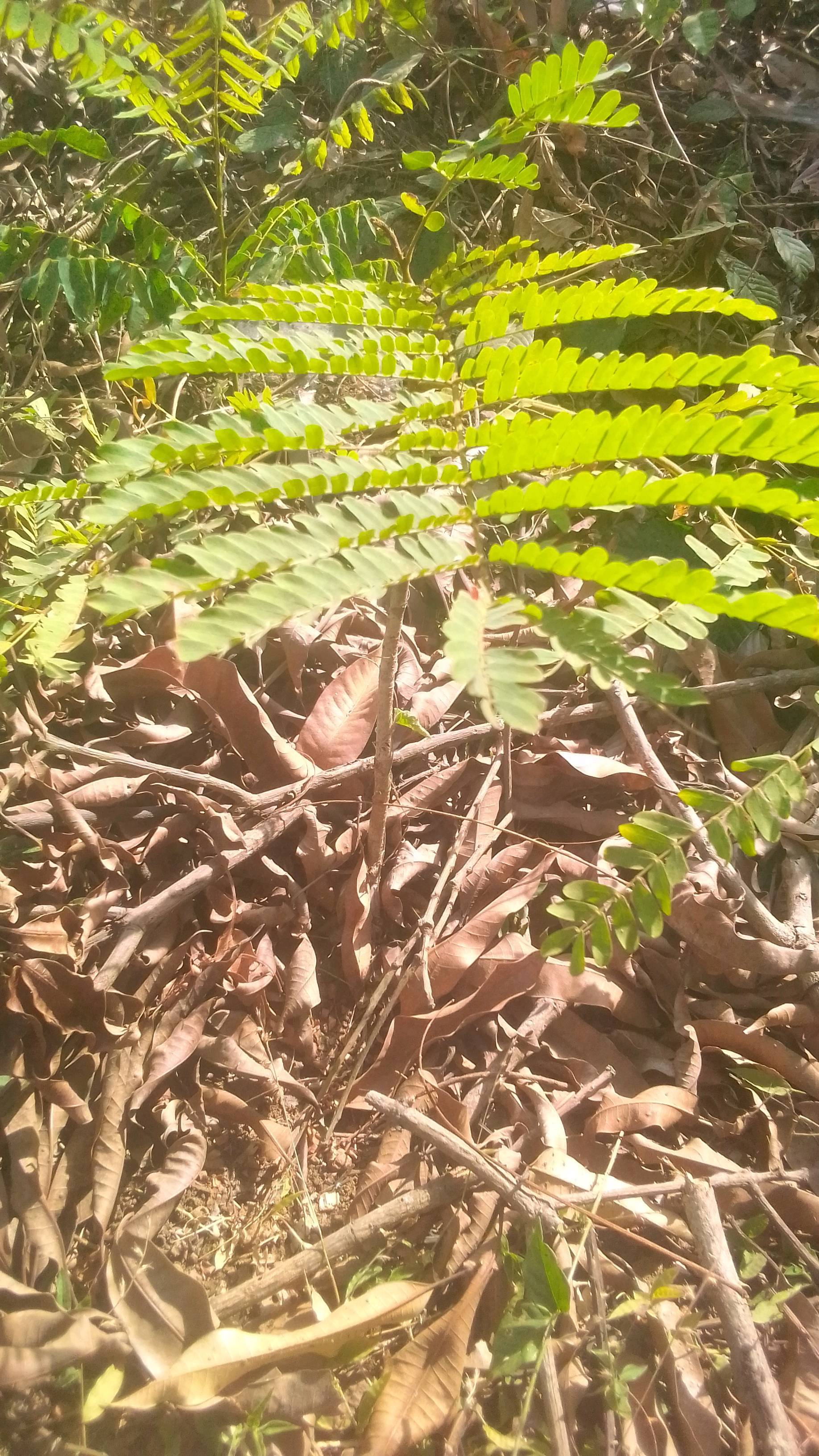 tree