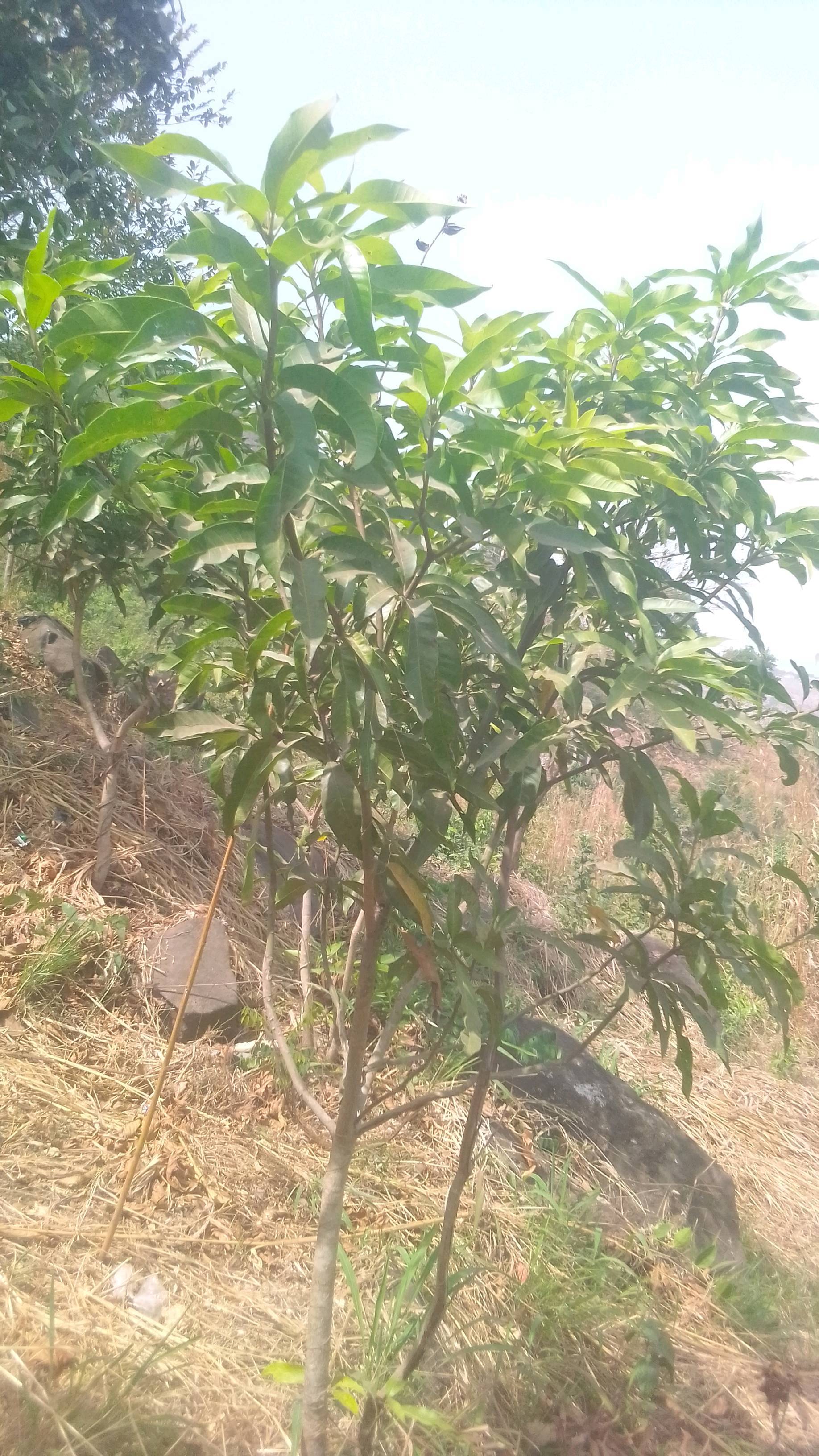 tree