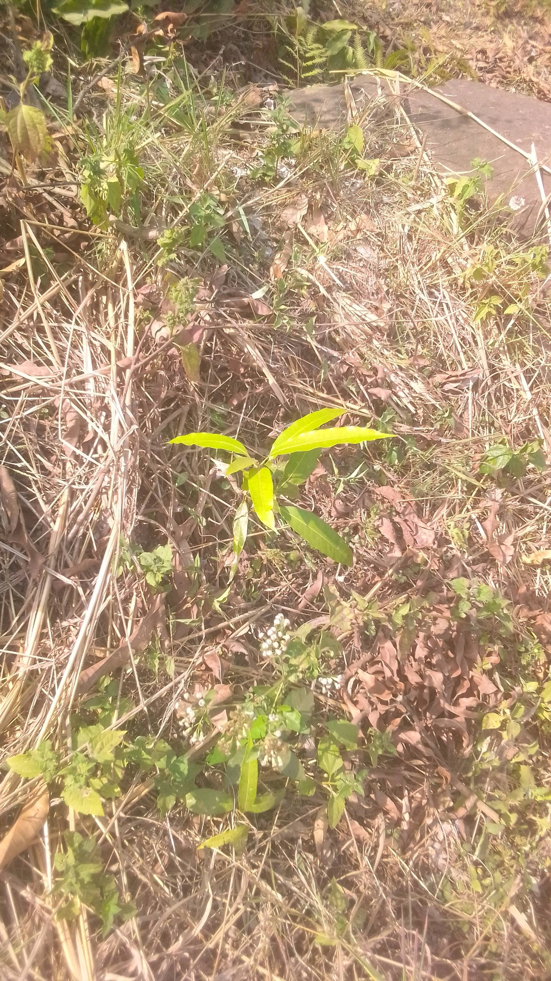 tree