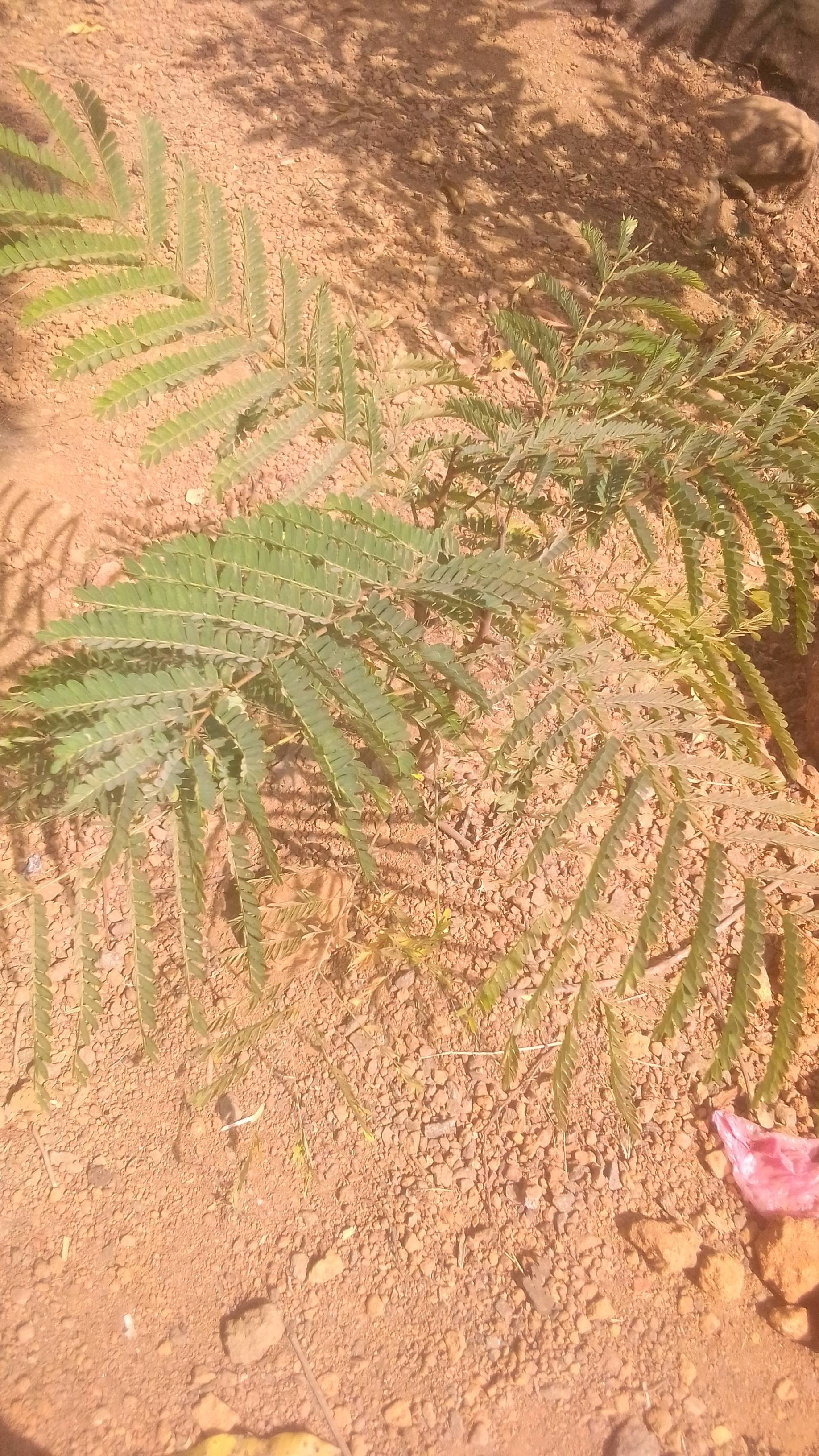tree