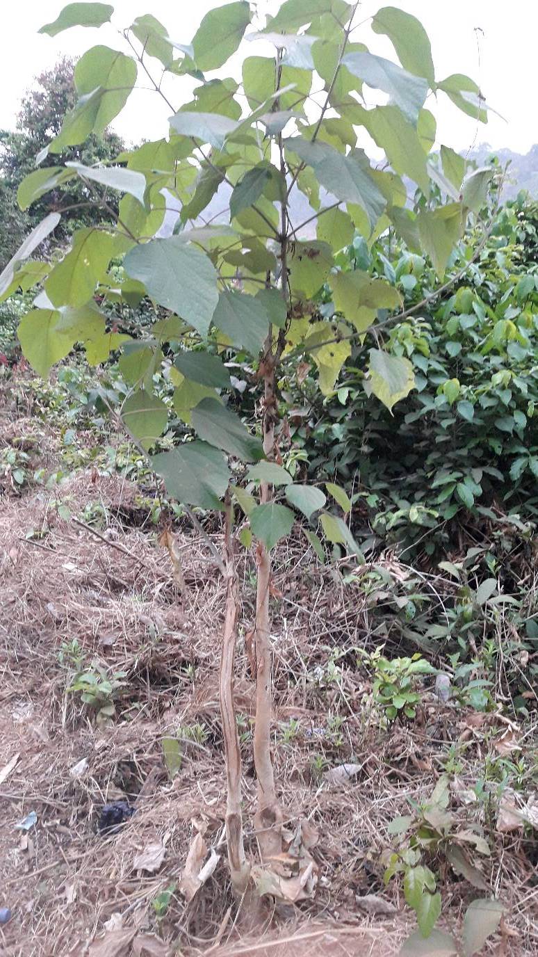 tree