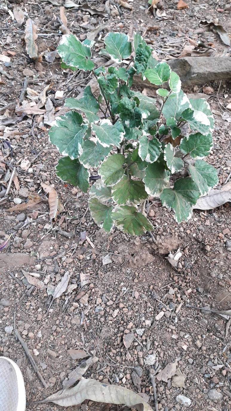 tree