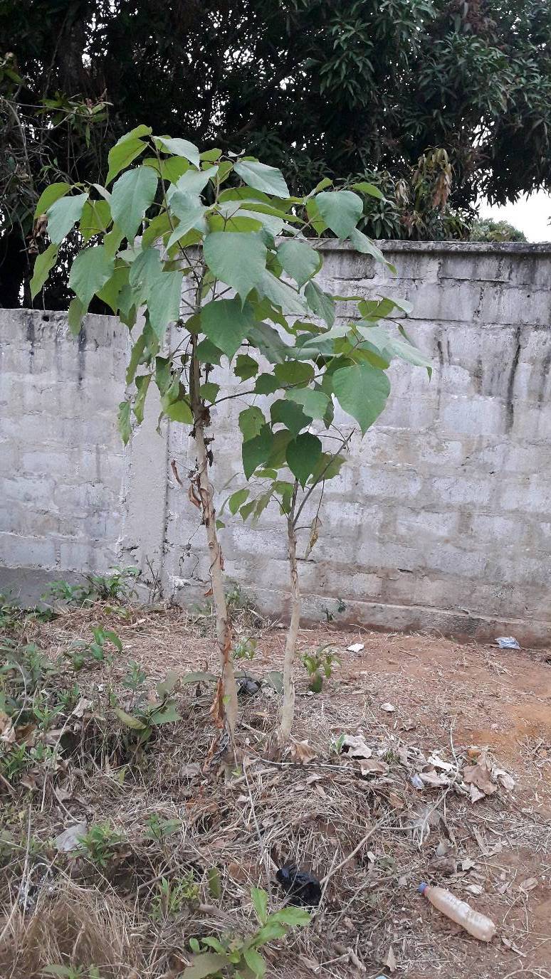 tree