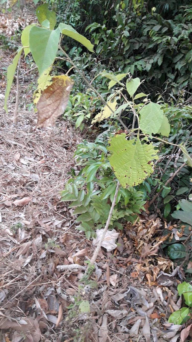tree