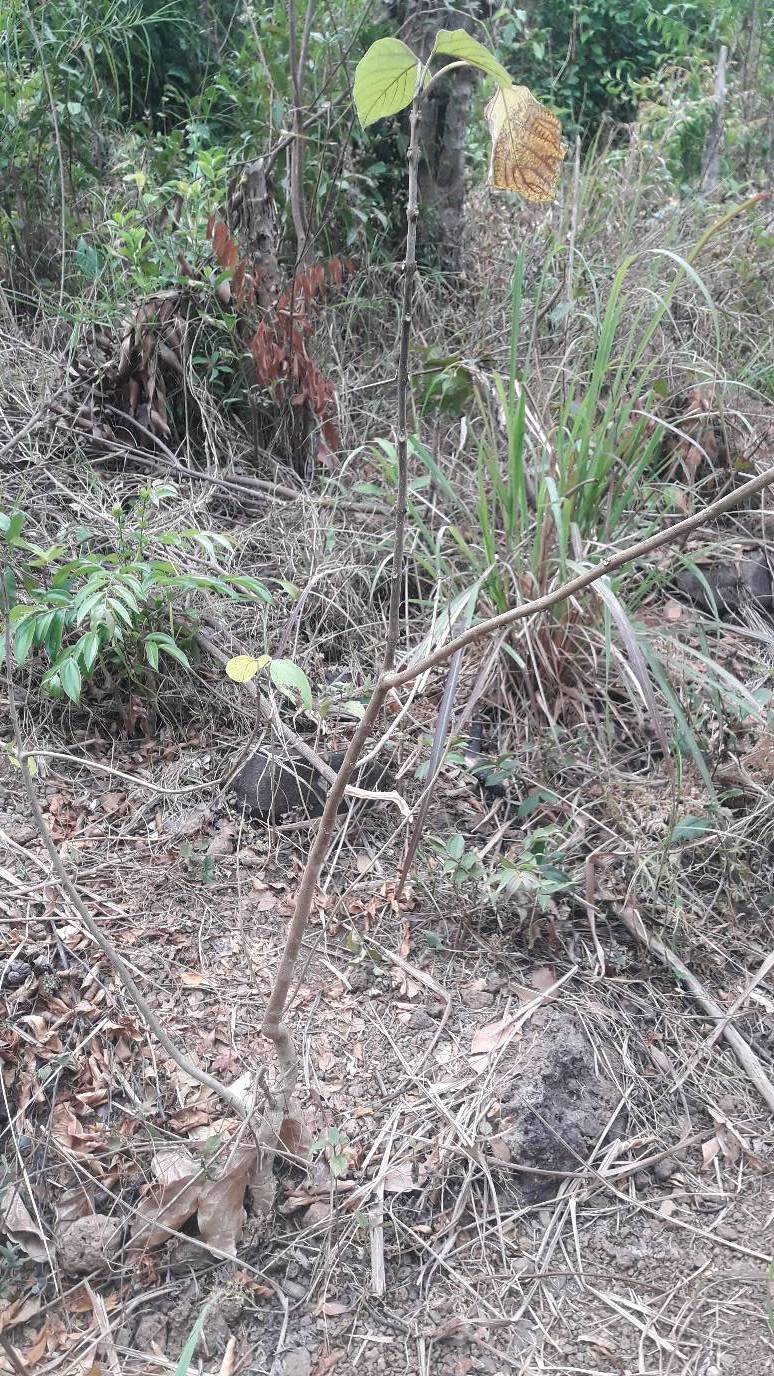 tree