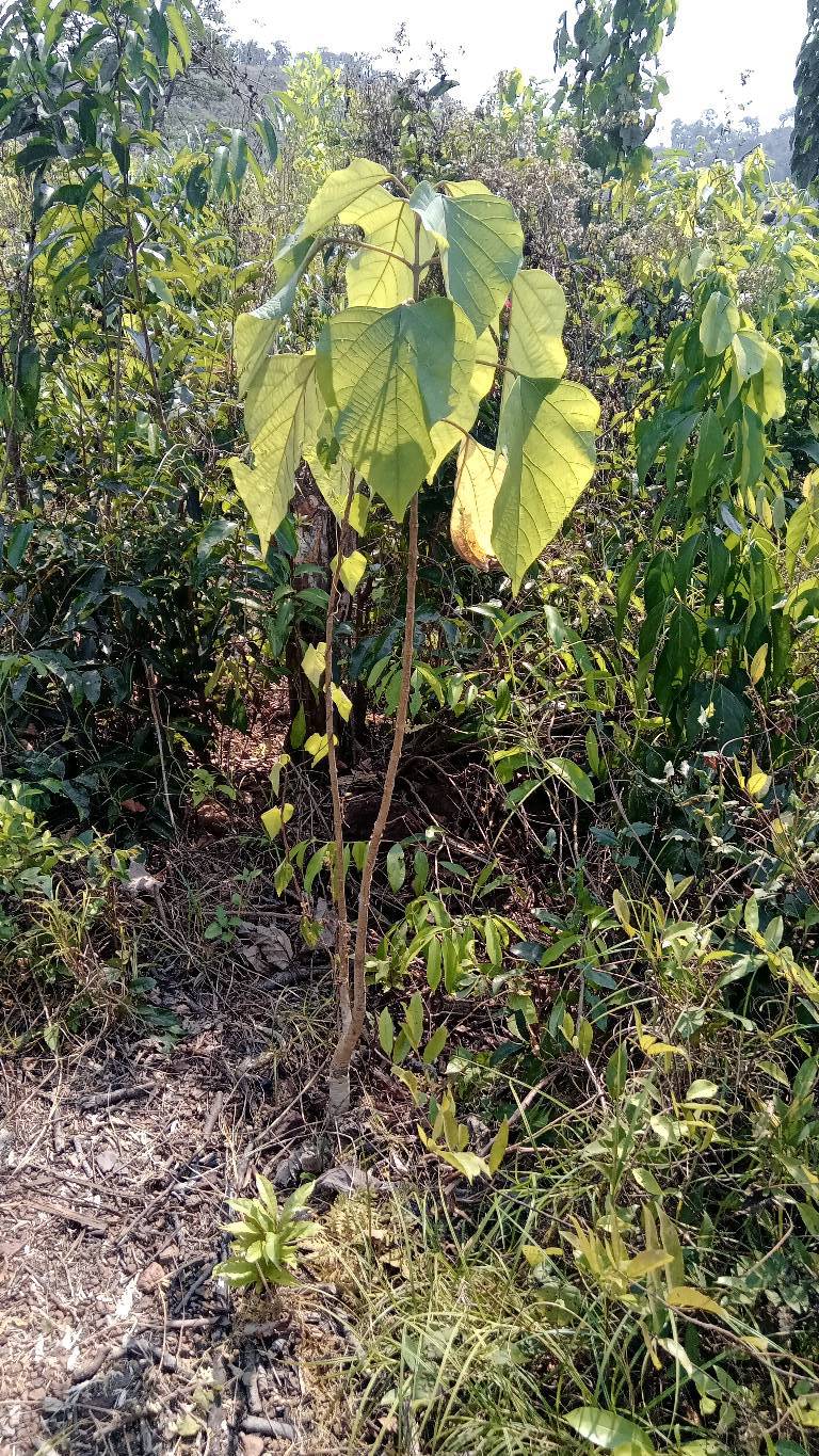 tree