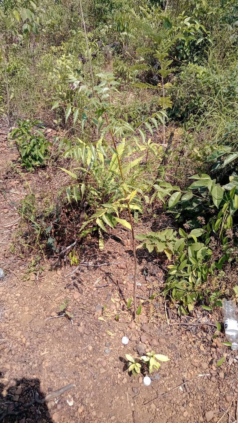 tree