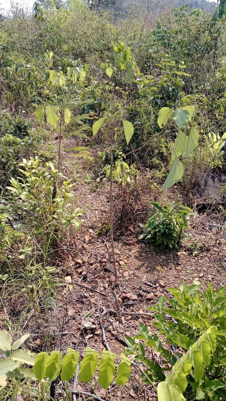 tree