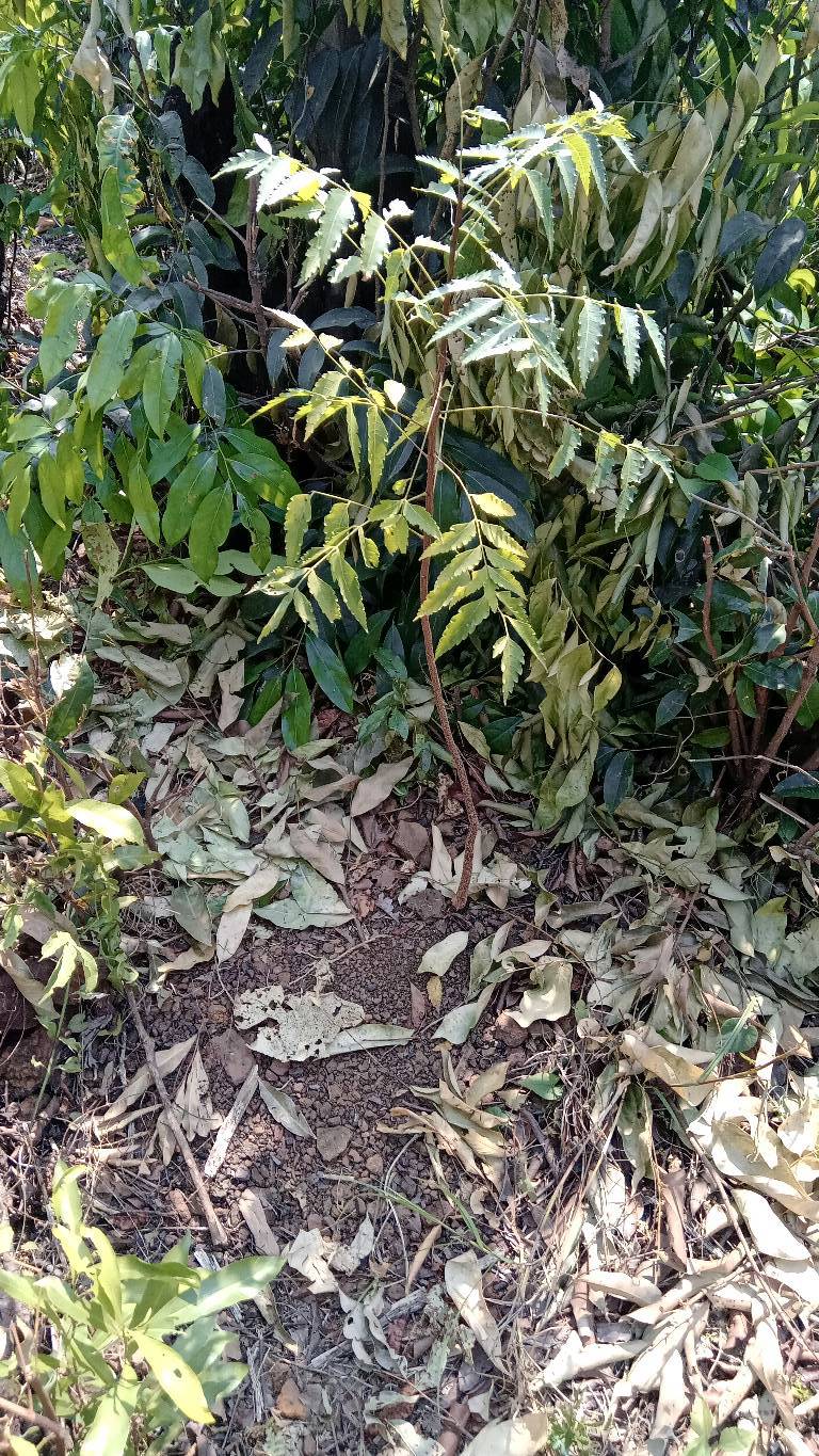 tree